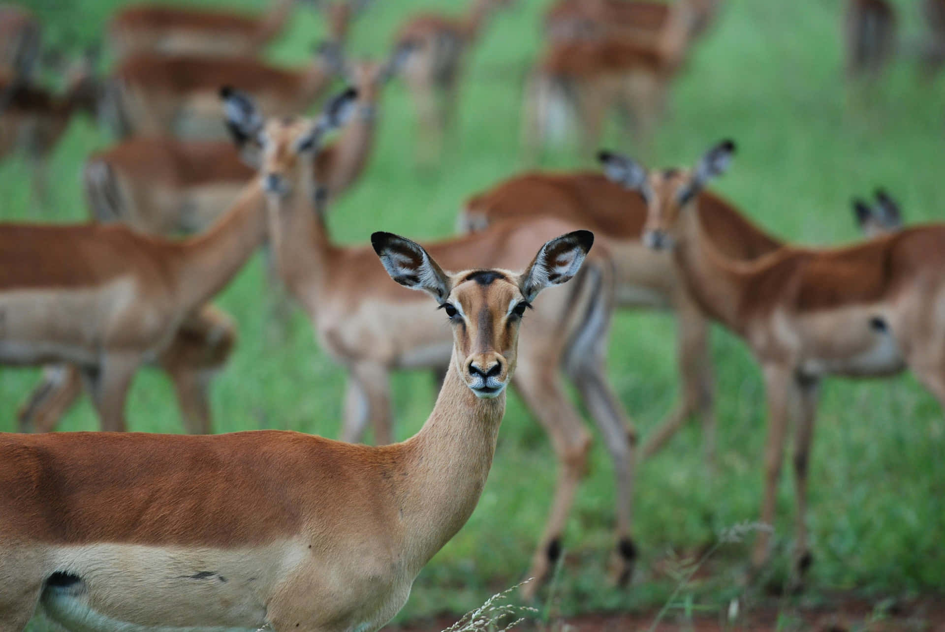 Kudde Antilopes In Grasland.jpg Achtergrond