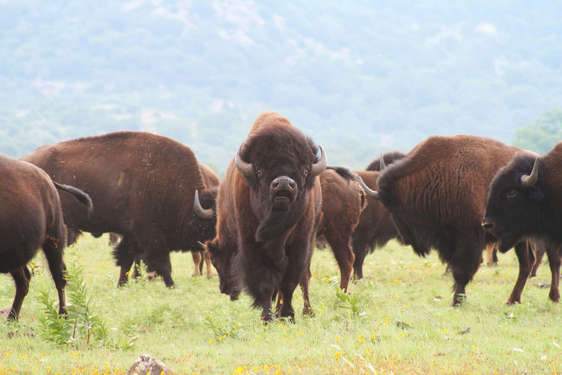 Herd Van Bison In Weide.jpg Achtergrond