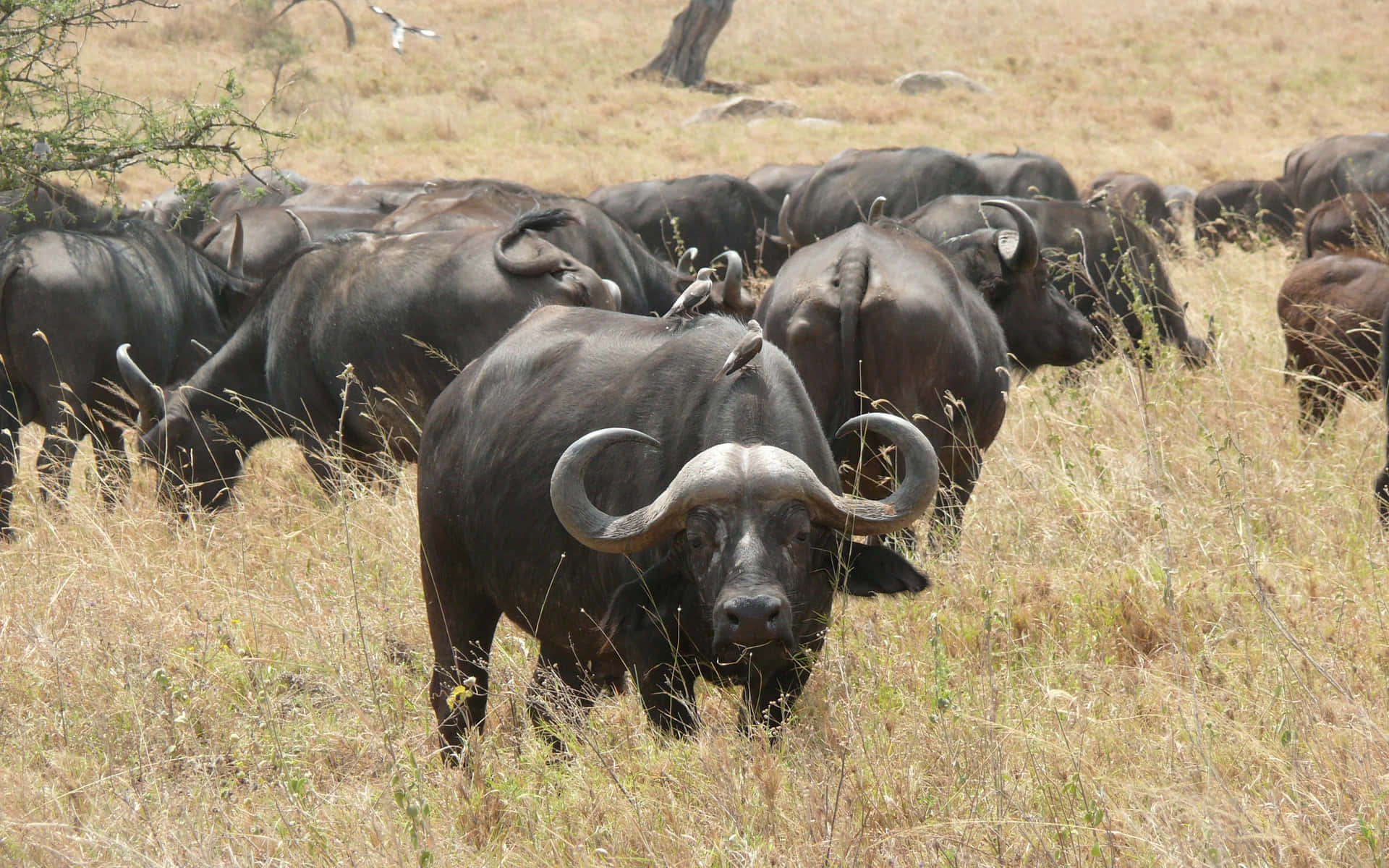 Herd Van Waterbuffels In Grasland Achtergrond