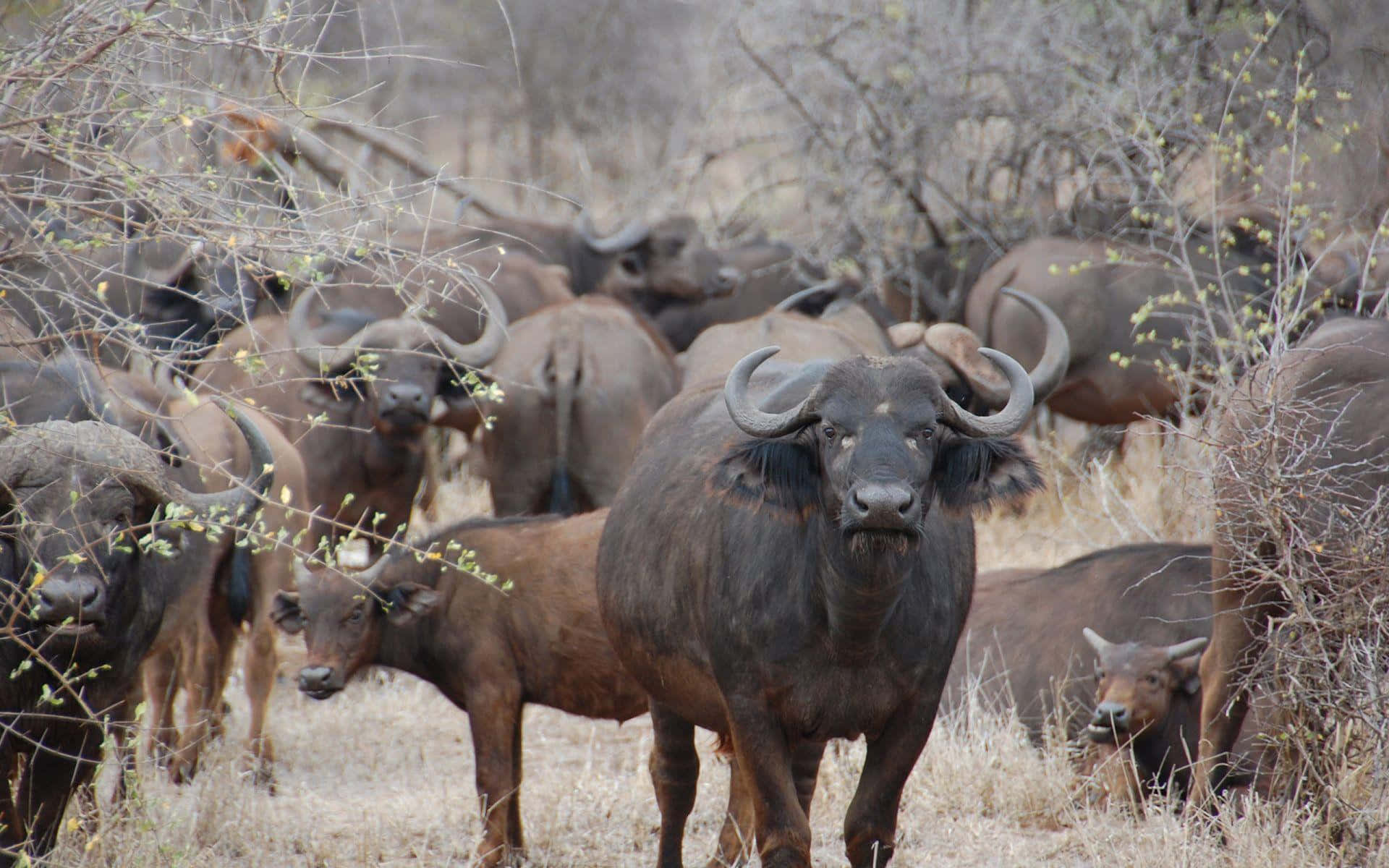 Herd Van Waterbuffels In Het Wild Achtergrond