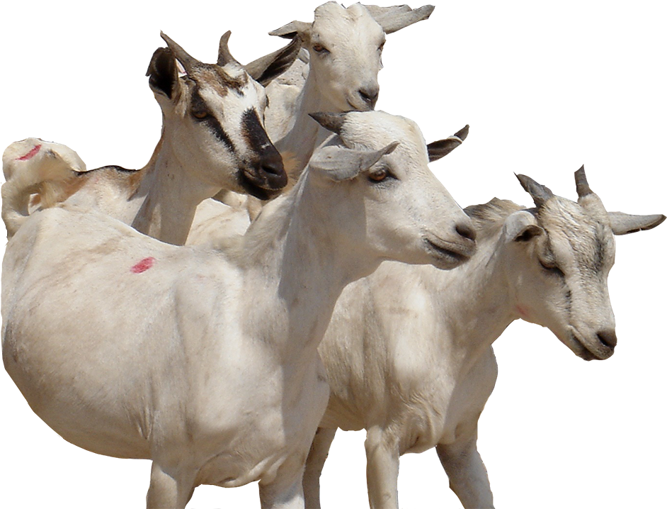 Herdof White Goats PNG