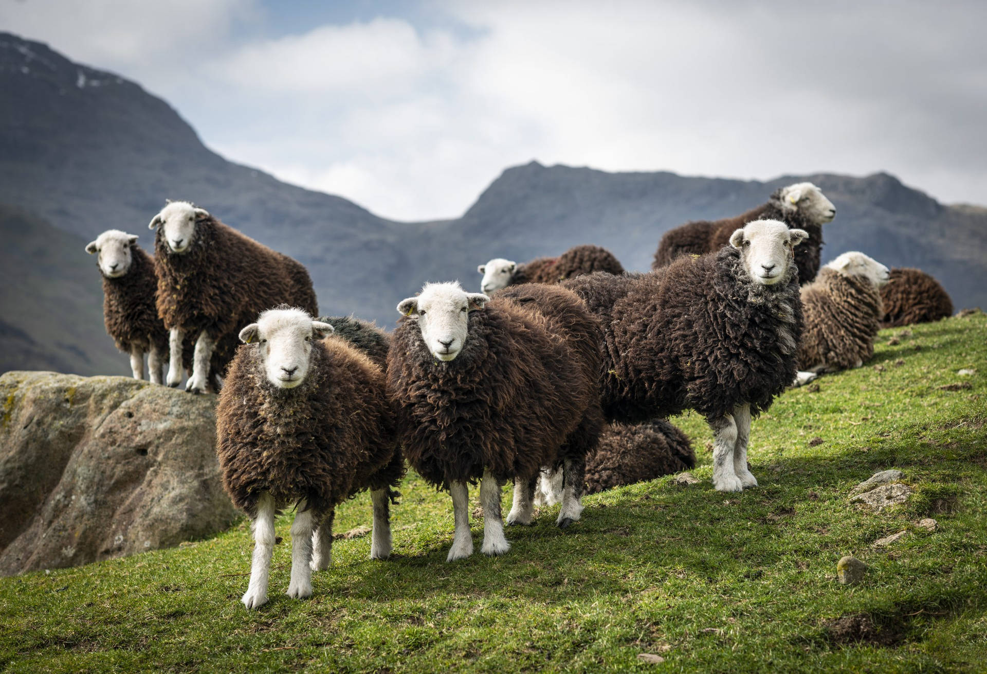 Herdwick Sheeps From Uk Wallpaper