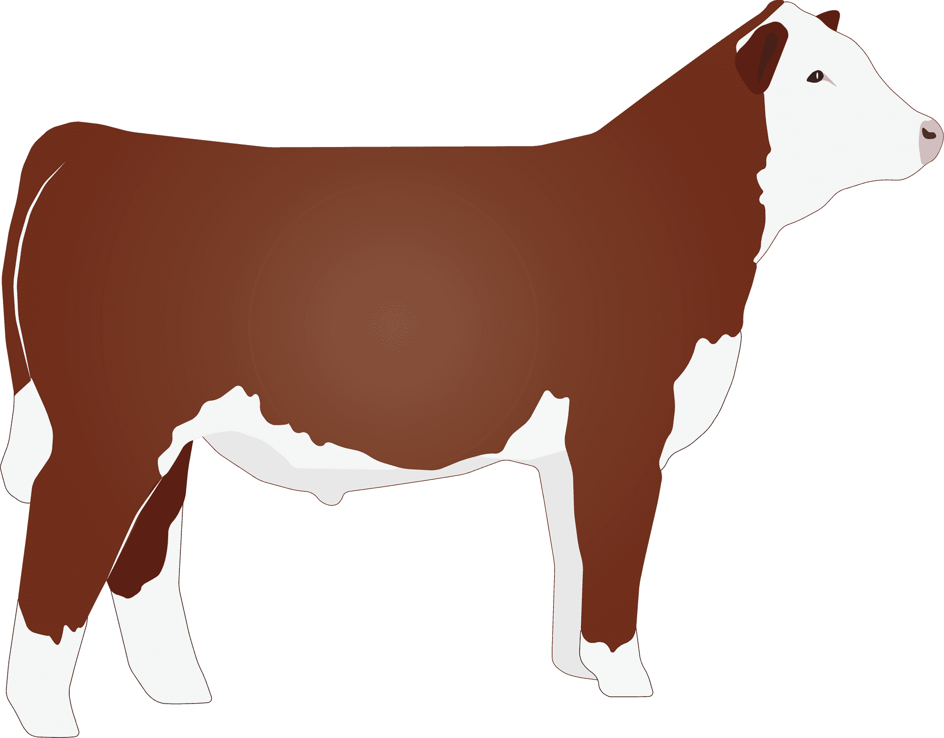 Hereford Cow Illustration PNG