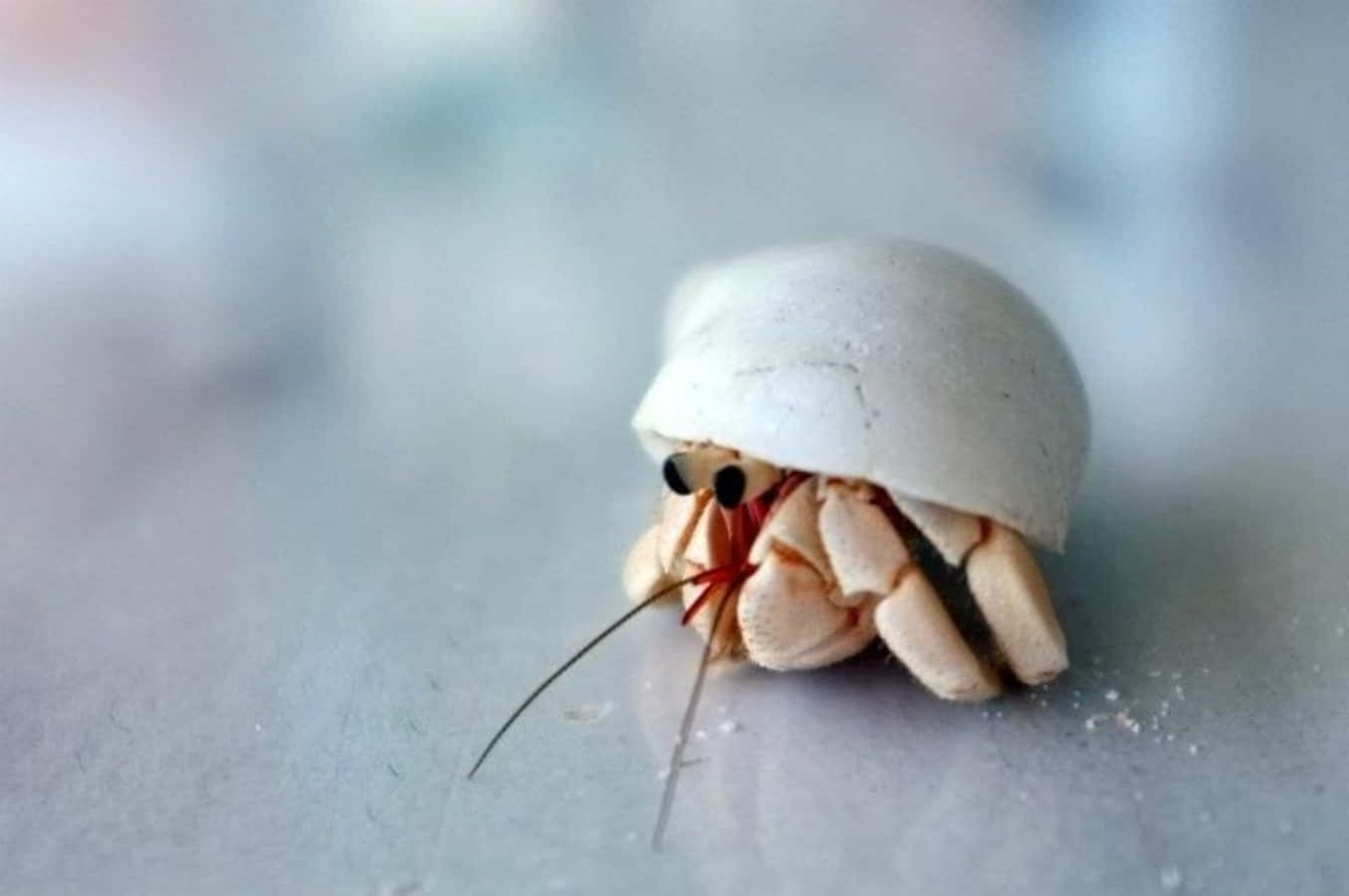 Hermit Crab Close-up Wallpaper