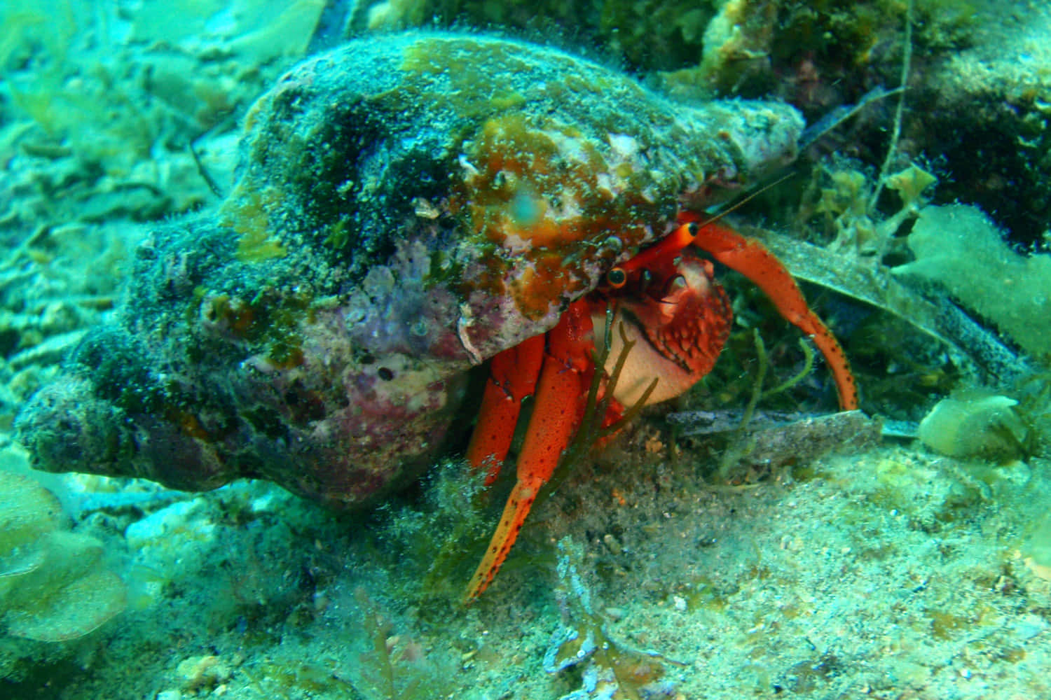 Hermit Crab Hiding Under Rock Wallpaper