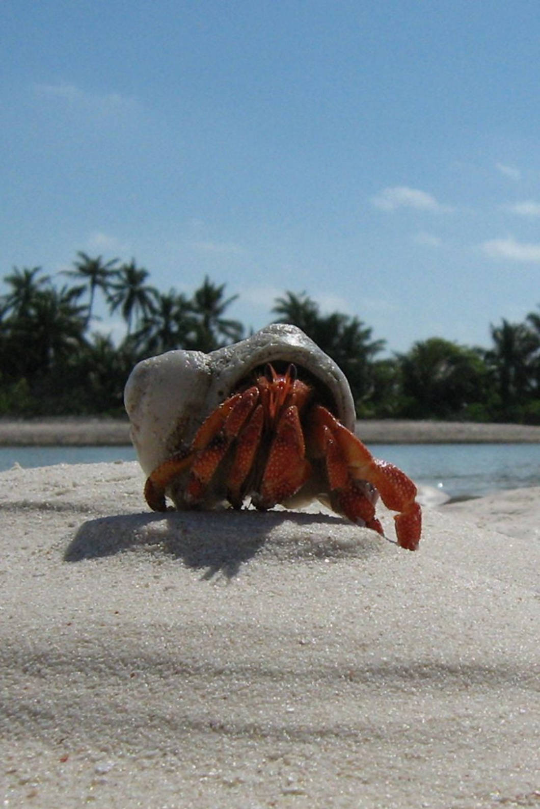 Hermit Crab iPhone 4s Wallpaper