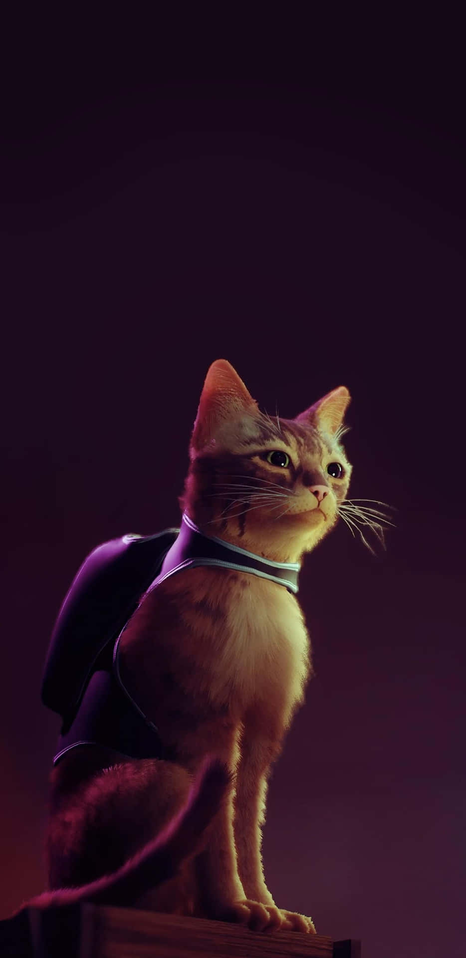 Heroic Stray Cat Portrait Wallpaper