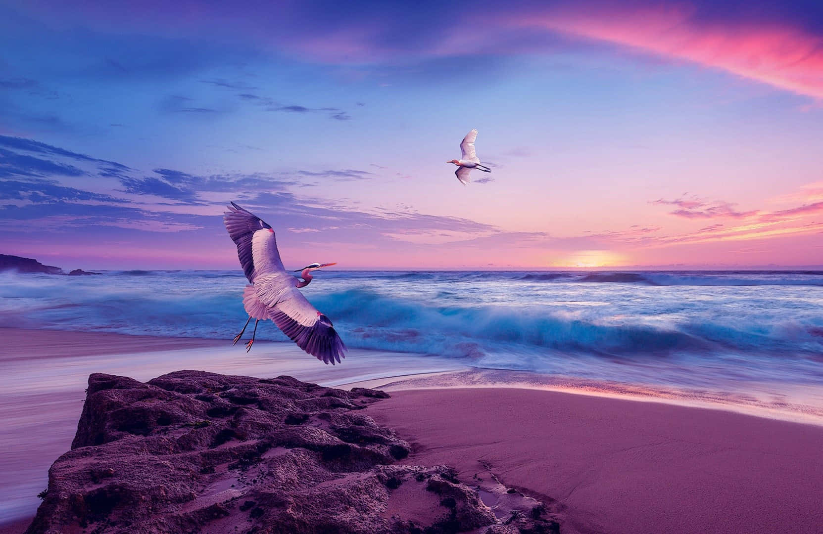 Heronand Seagull Sunset Flight Wallpaper