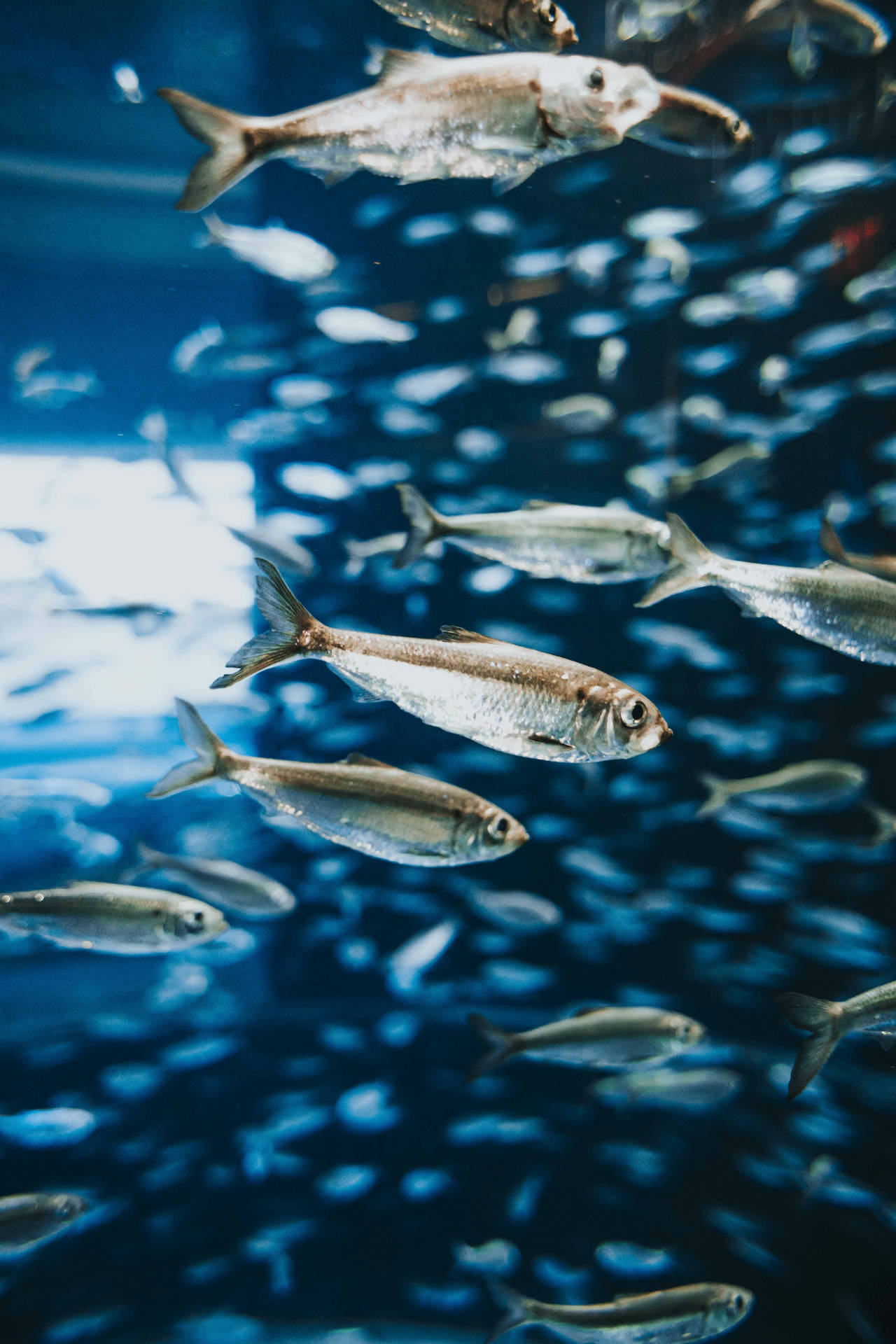 Herring Fishes Inside An Aquarium Wallpaper