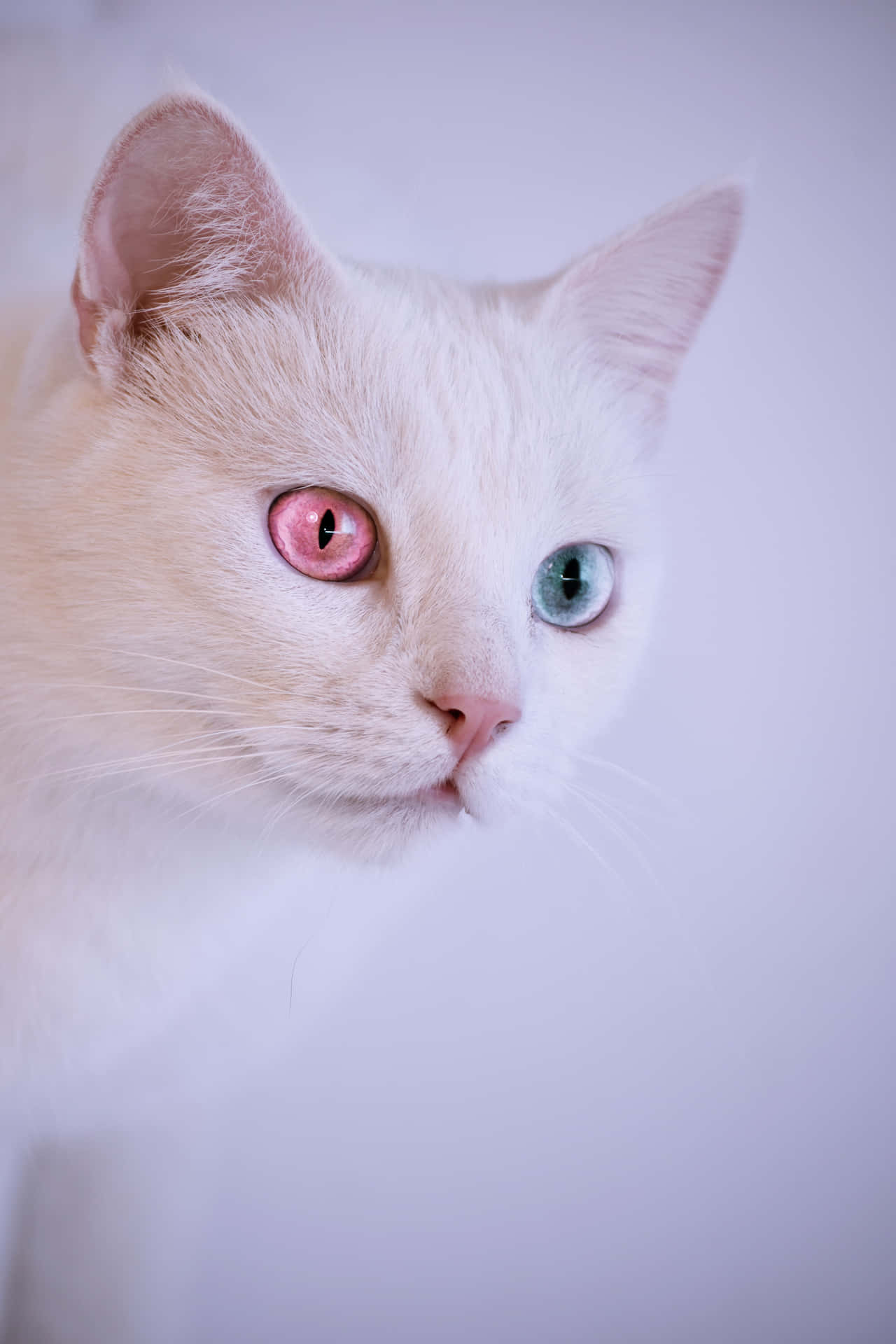 Heterochromia Cute Cat PFP Wallpaper