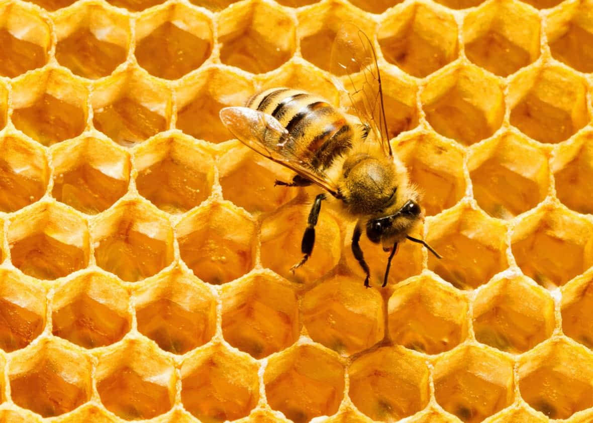 Hexagonhonigbiene Auf Honigwabenbild