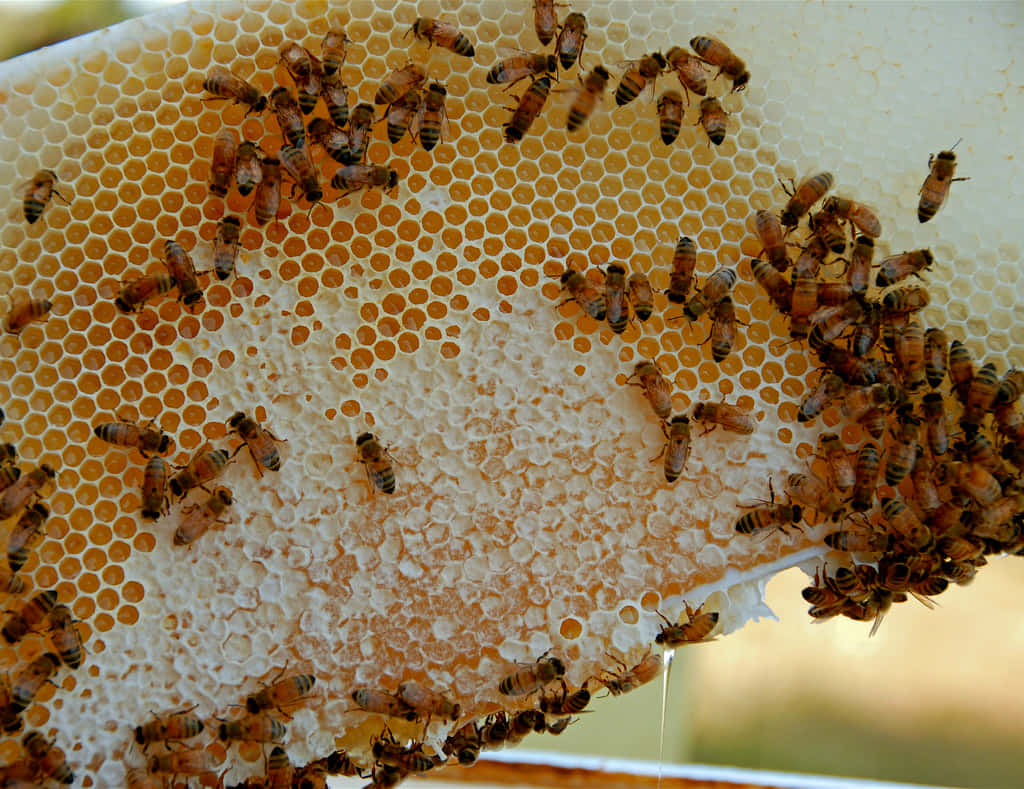 Hexagon Honeycomb With Bees Picture
