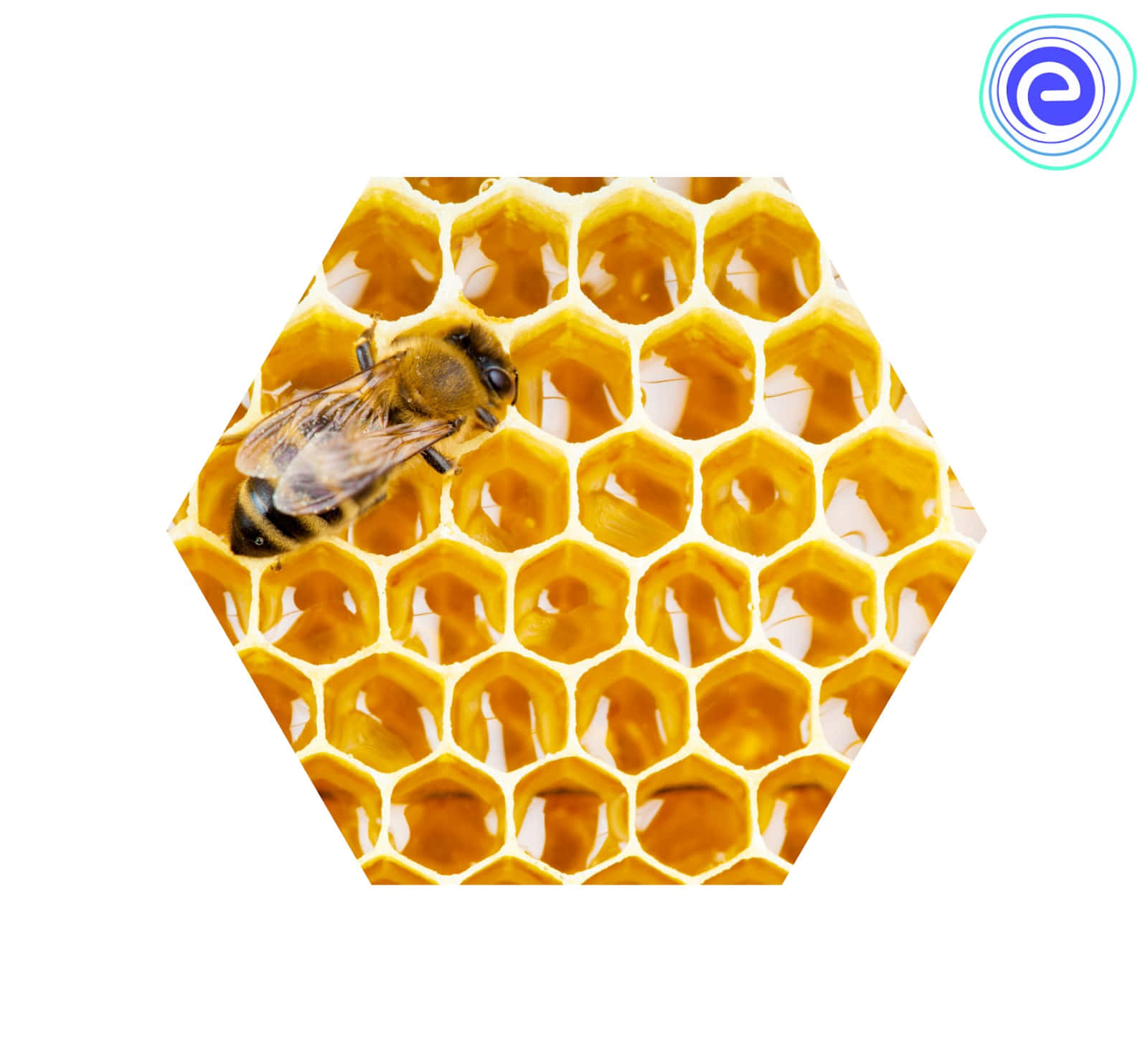 Sechseckigebiene Auf Einem Bienenwabenbild