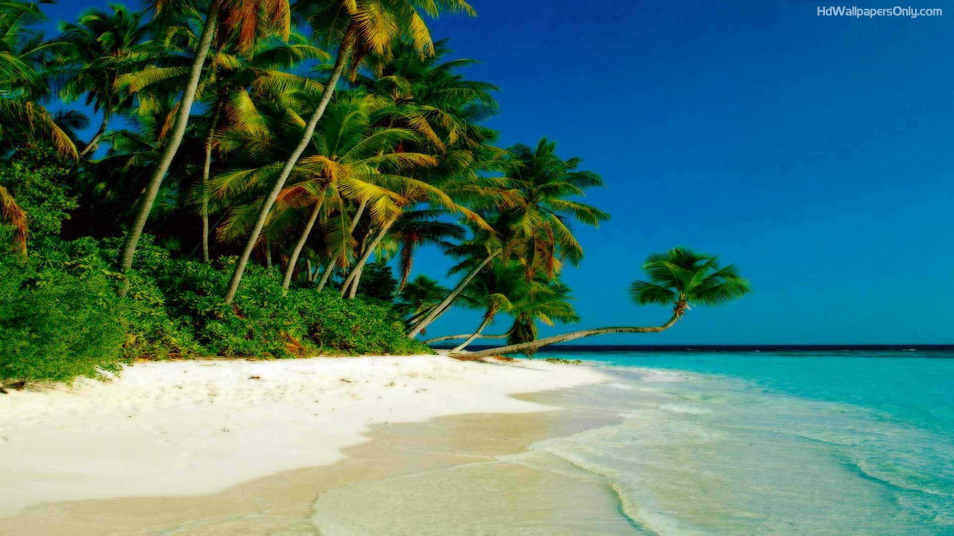 En hvid sandstrand med palmer og blåt vand Wallpaper