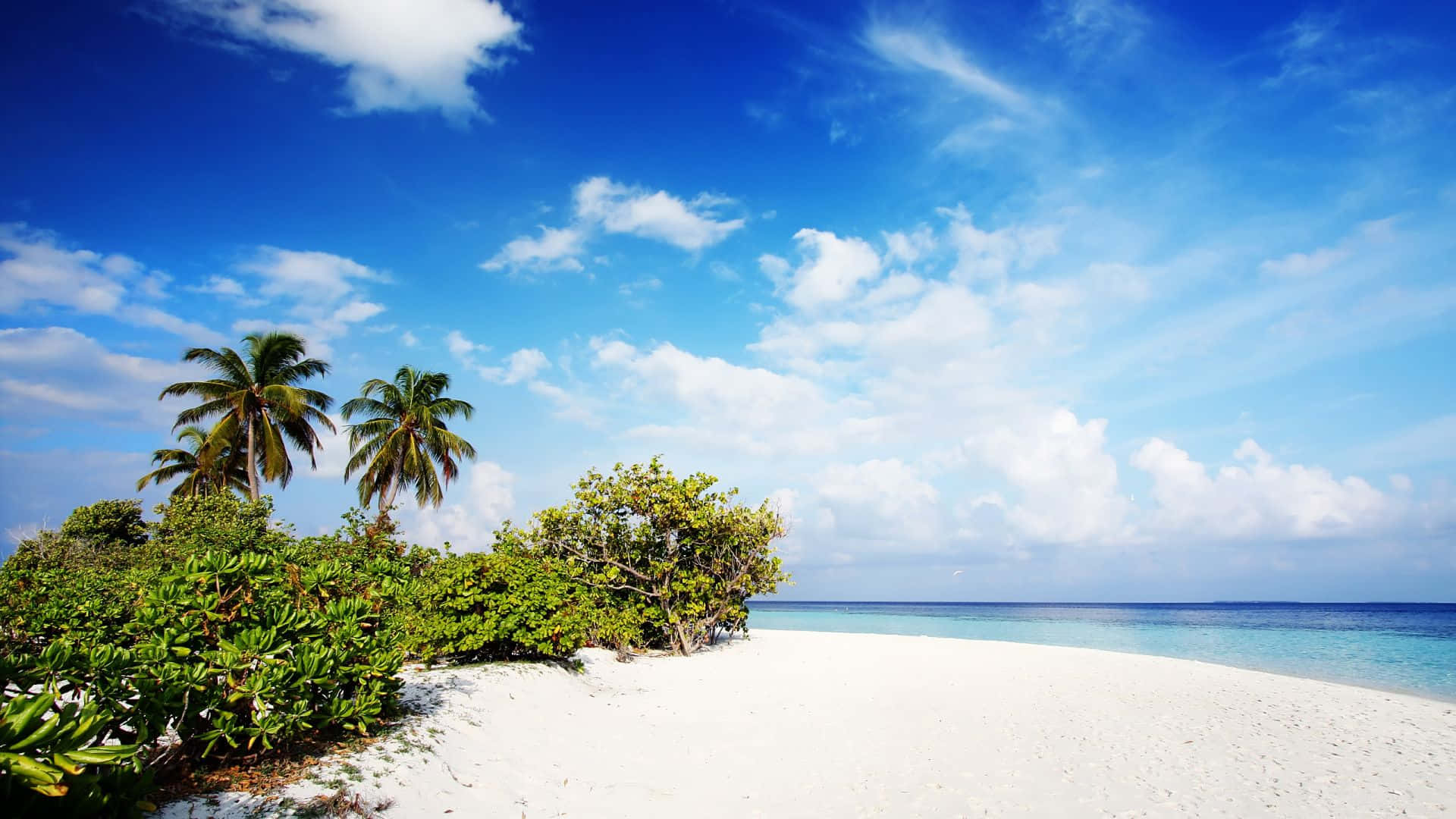Et hvidt sandstrand med palme træer og blåt vand Wallpaper
