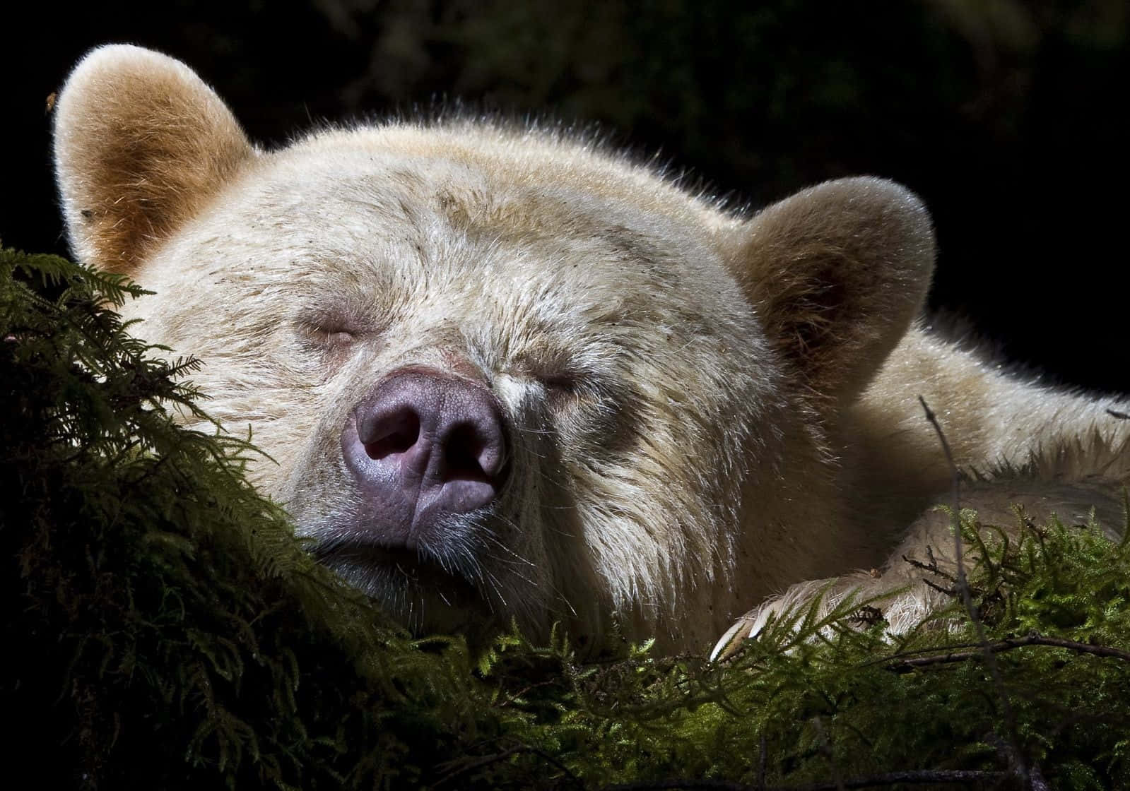 A peaceful bear hibernating in the heart of a tranquil winter forest. Wallpaper