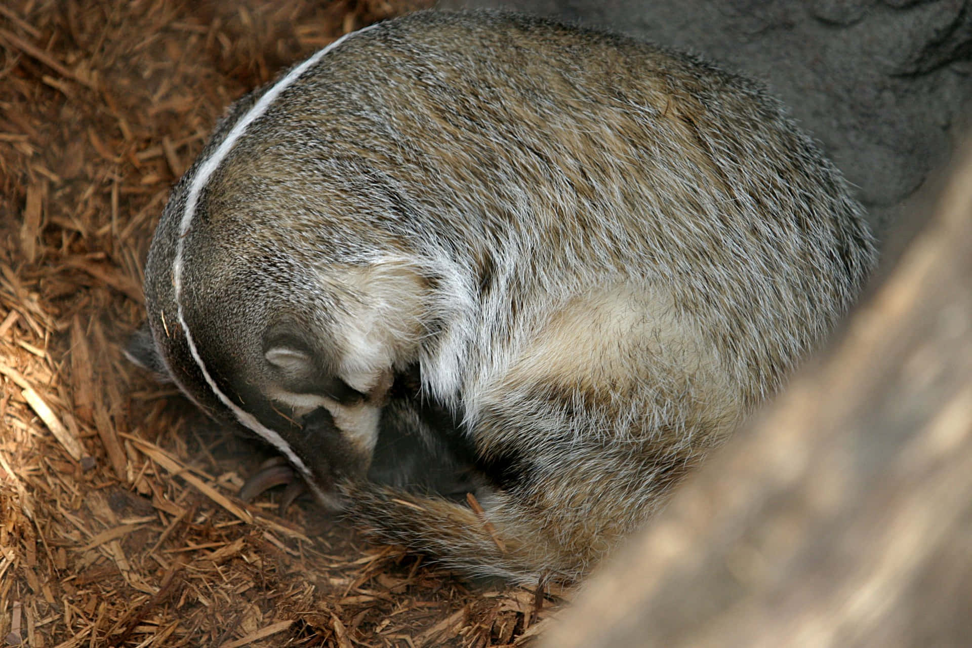 A bear sleeping peacefully in its cozy den during hibernation Wallpaper