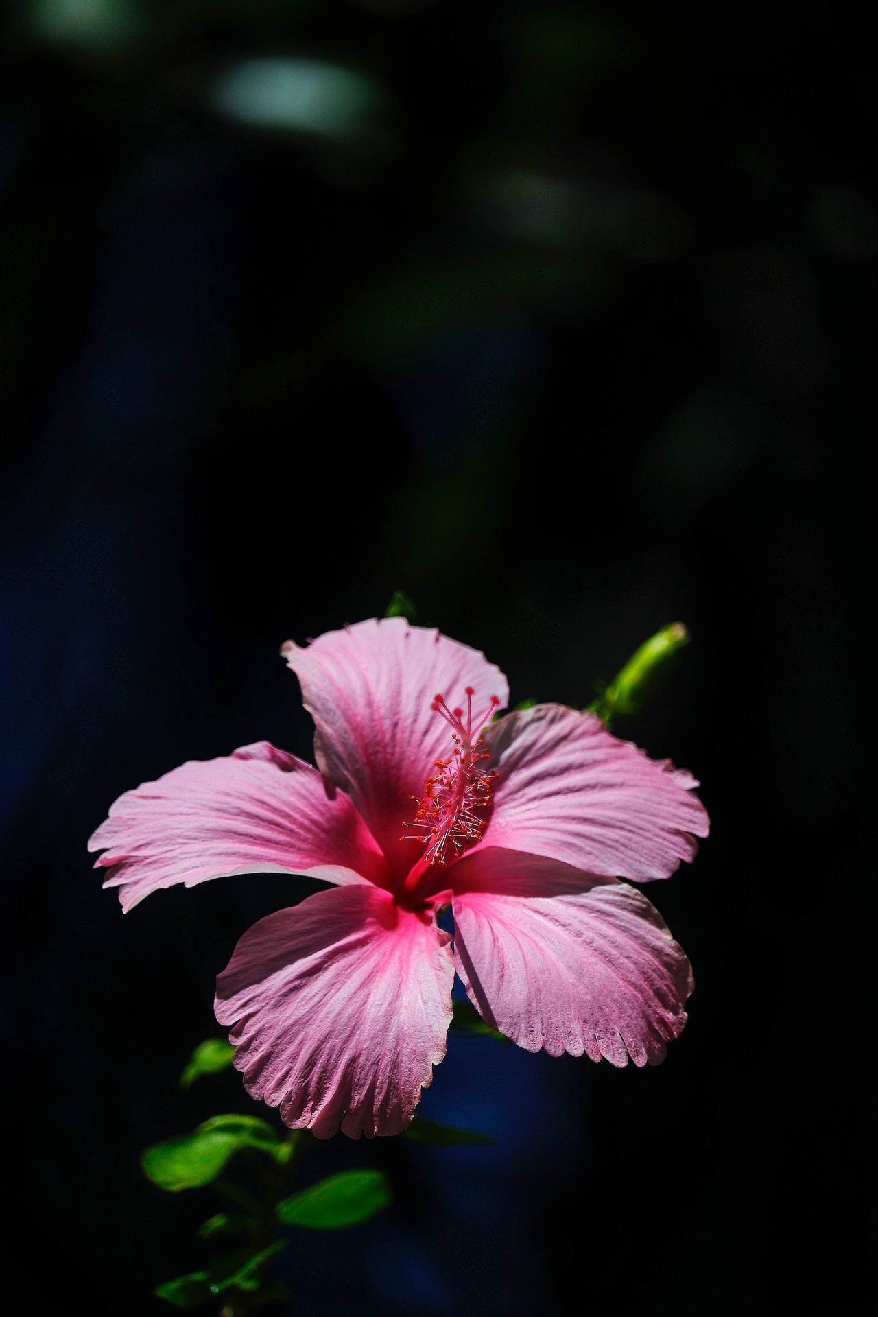 Hibiscus Flower Android Wallpaper