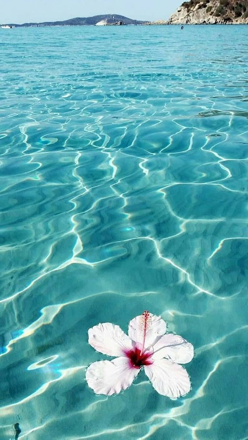 Hibiscus Flower Floating Crystal Clear Water Wallpaper