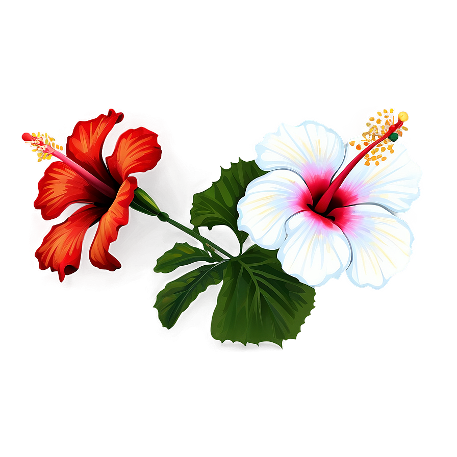 Hibiscus Flower Outline Png 43 PNG