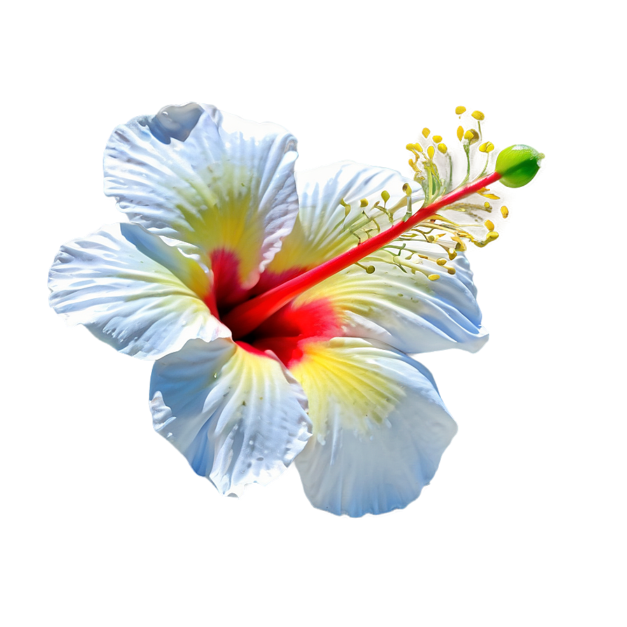 Hibiscus Flower Outline Png 62 PNG