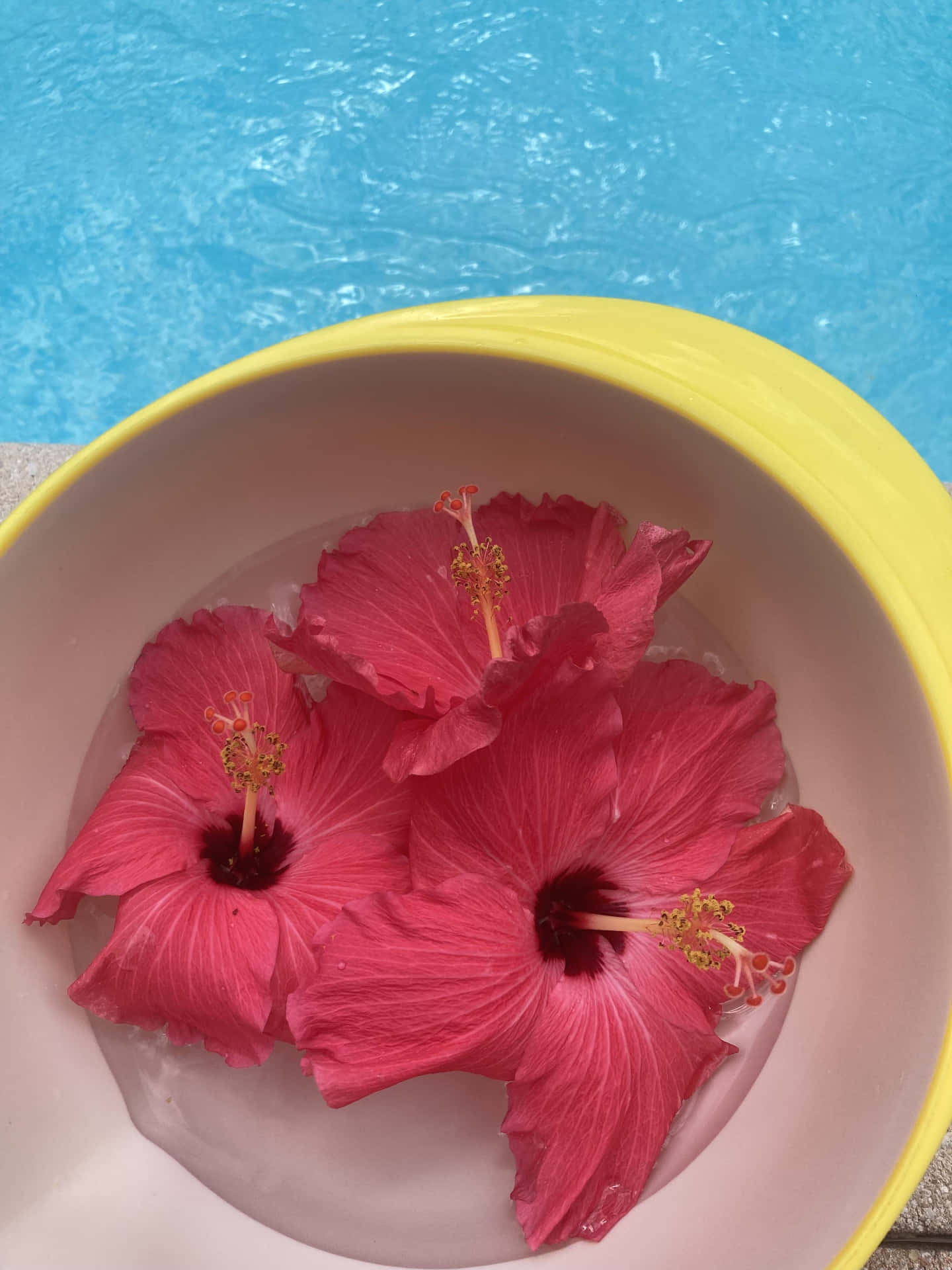 Hibiscus Bloemen Drijvend In Waterkom Achtergrond