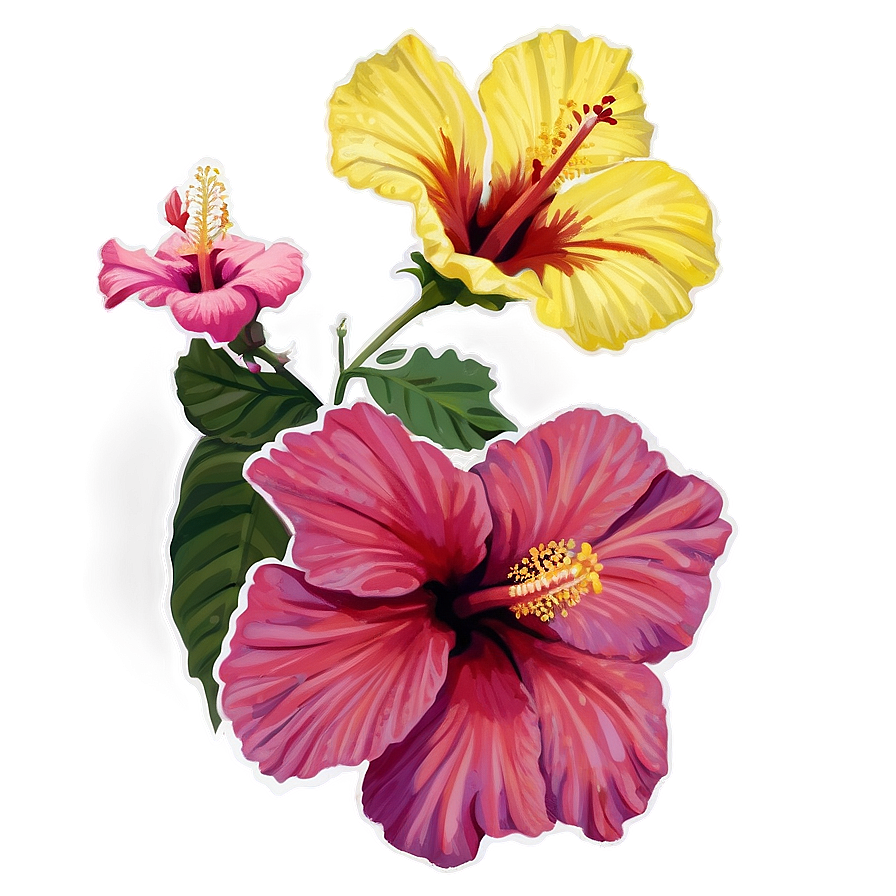 Download Hibiscus Harmony Png 21 | Wallpapers.com