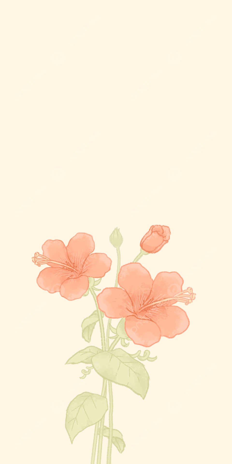 Hibiscus Illustration Aesthetic Wallpaper