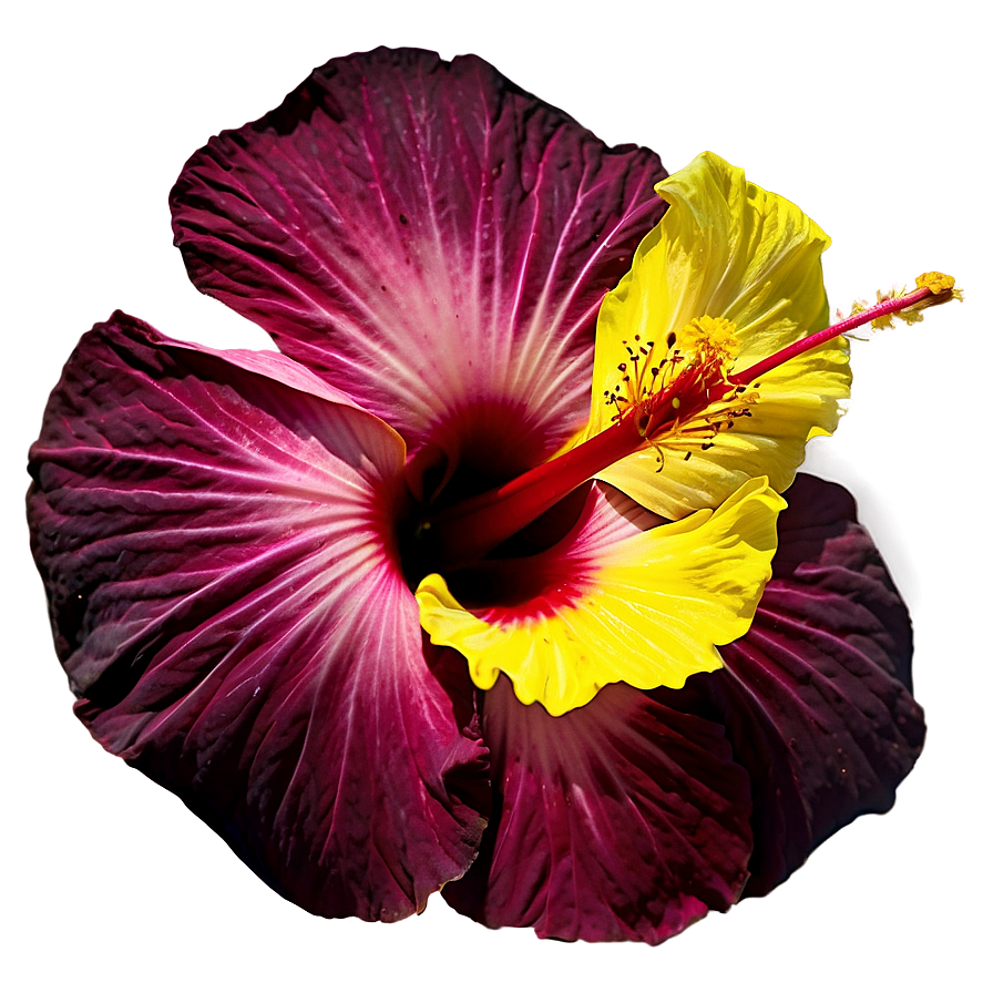 Hibiscus In Bloom Png Pas PNG