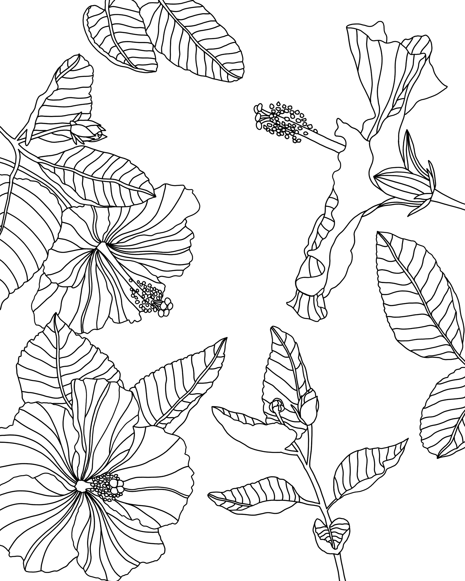 Hibiscus Sketch Art PNG