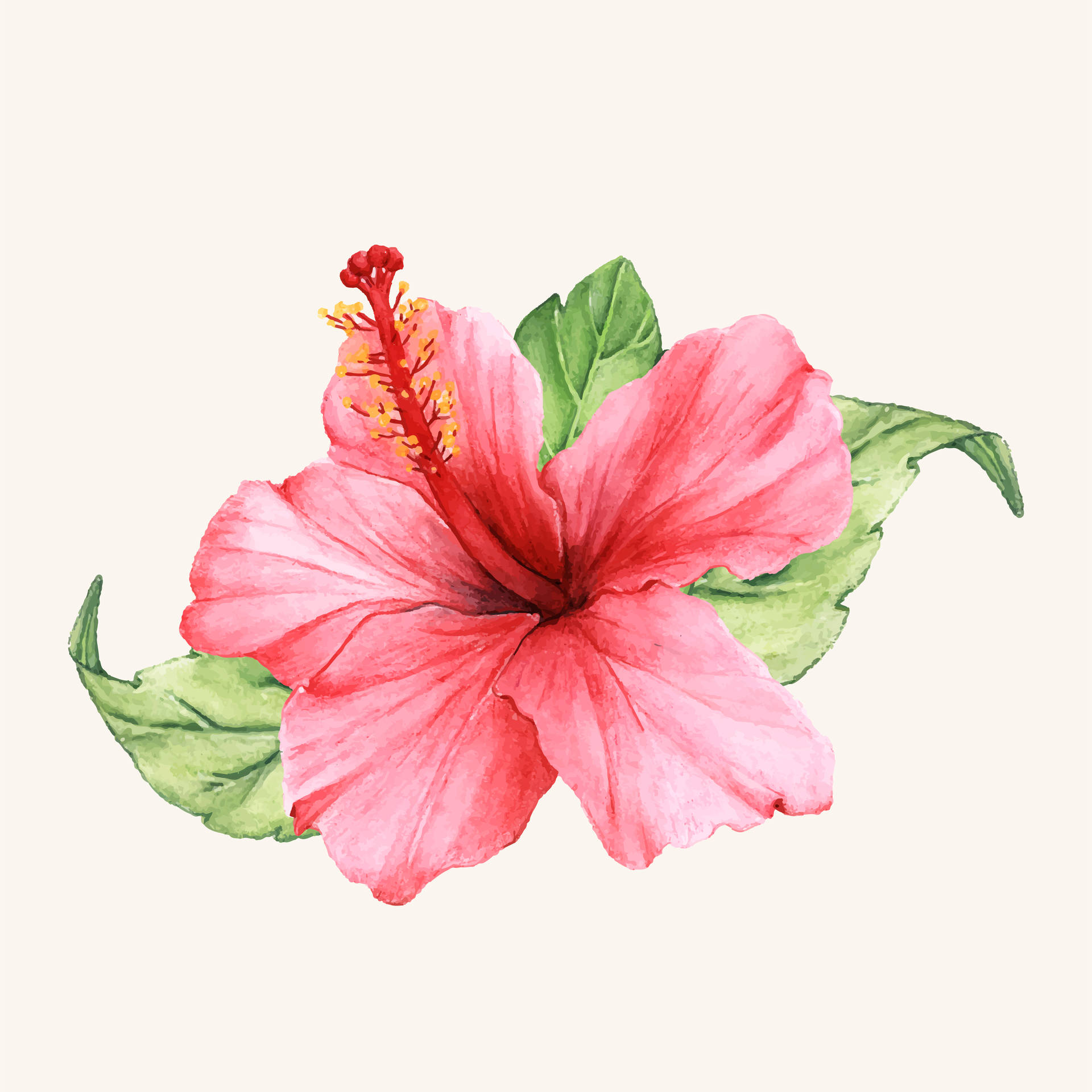 Hibiscus Watercolor Painting Background