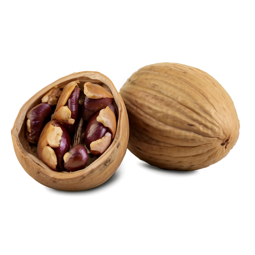 Hickory Nut Png Ixl PNG