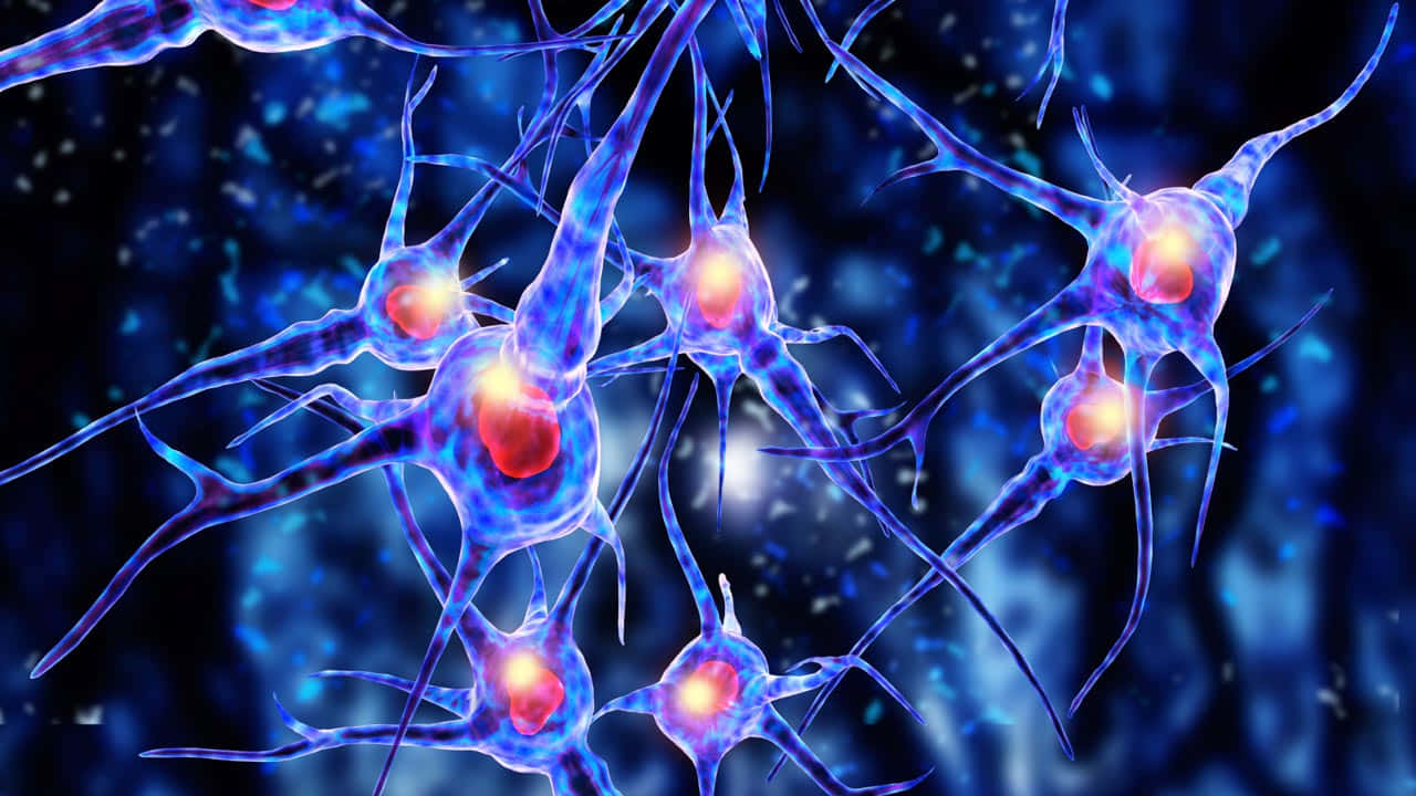 Neuron Cells In Blue And Red Wallpaper