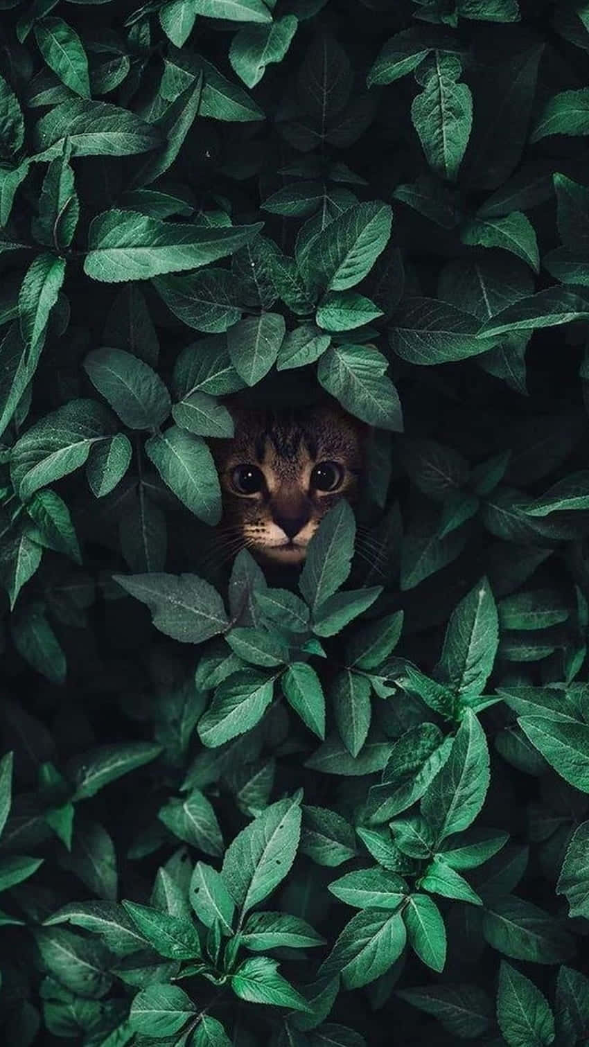 Hidden Kittenin Green Leaves Wallpaper