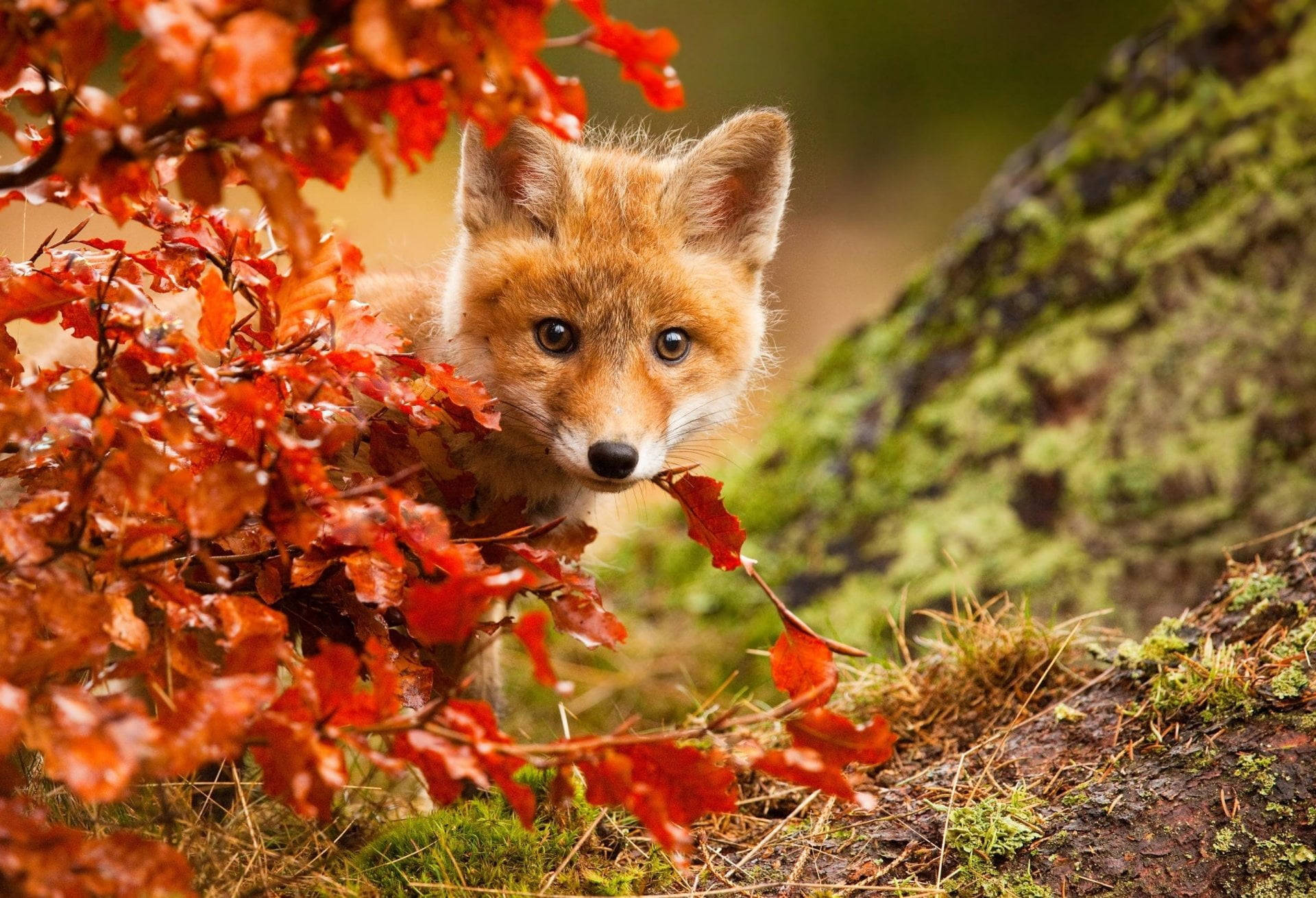 Hiding Baby Fox