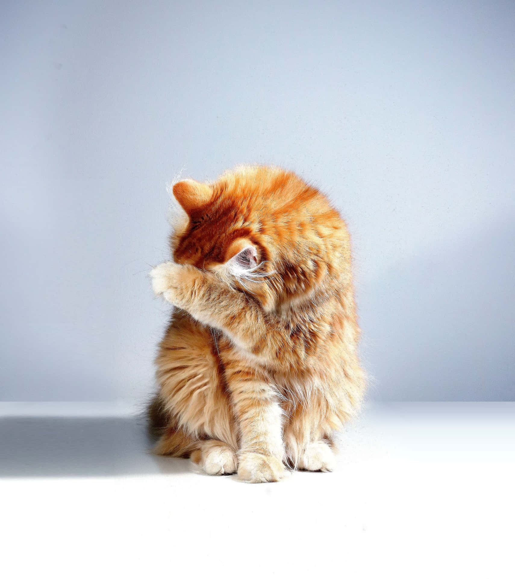 Hiding Ginger Cute Cat Pfp Wallpaper