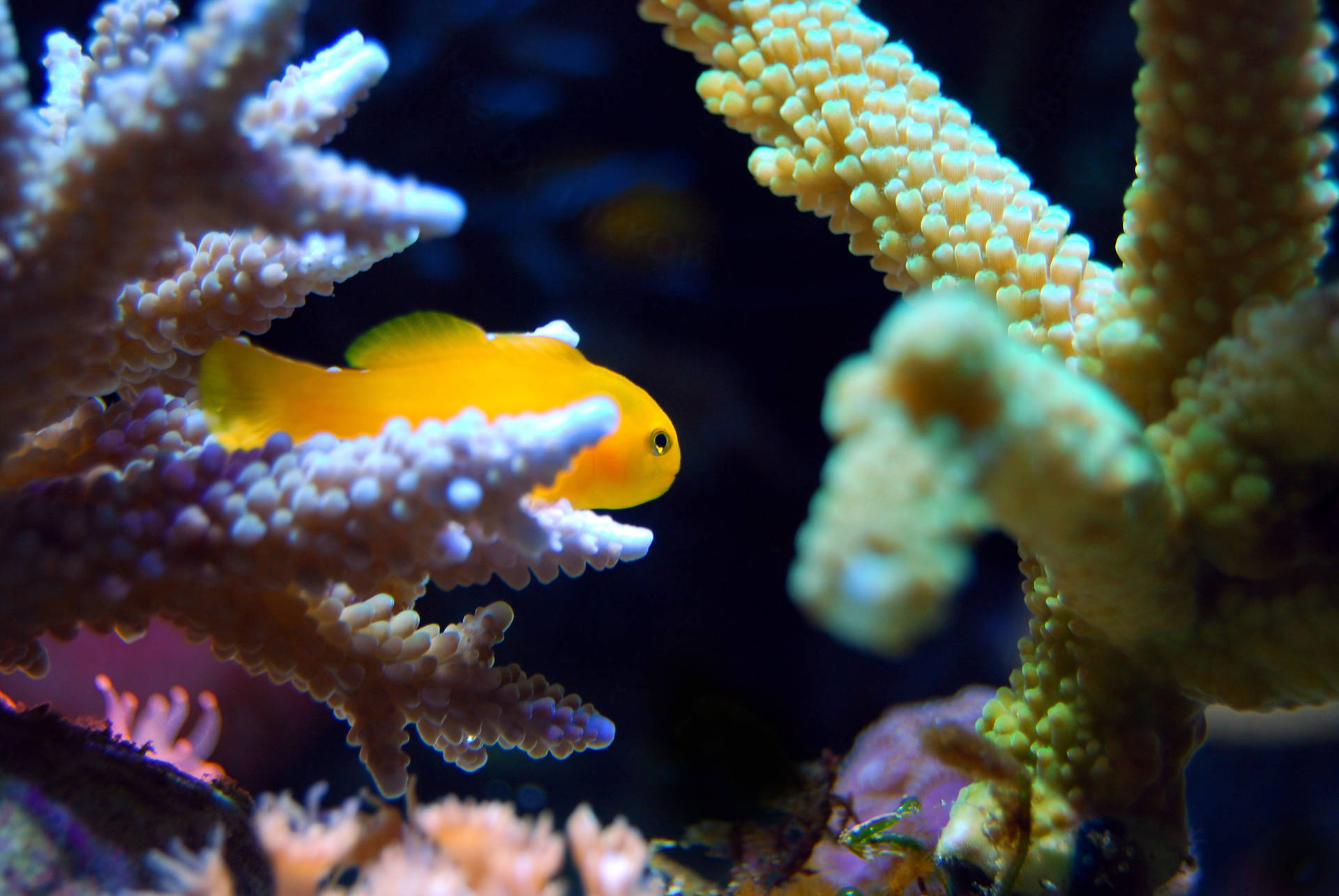Skjul guldfisk i akvarium Wallpaper
