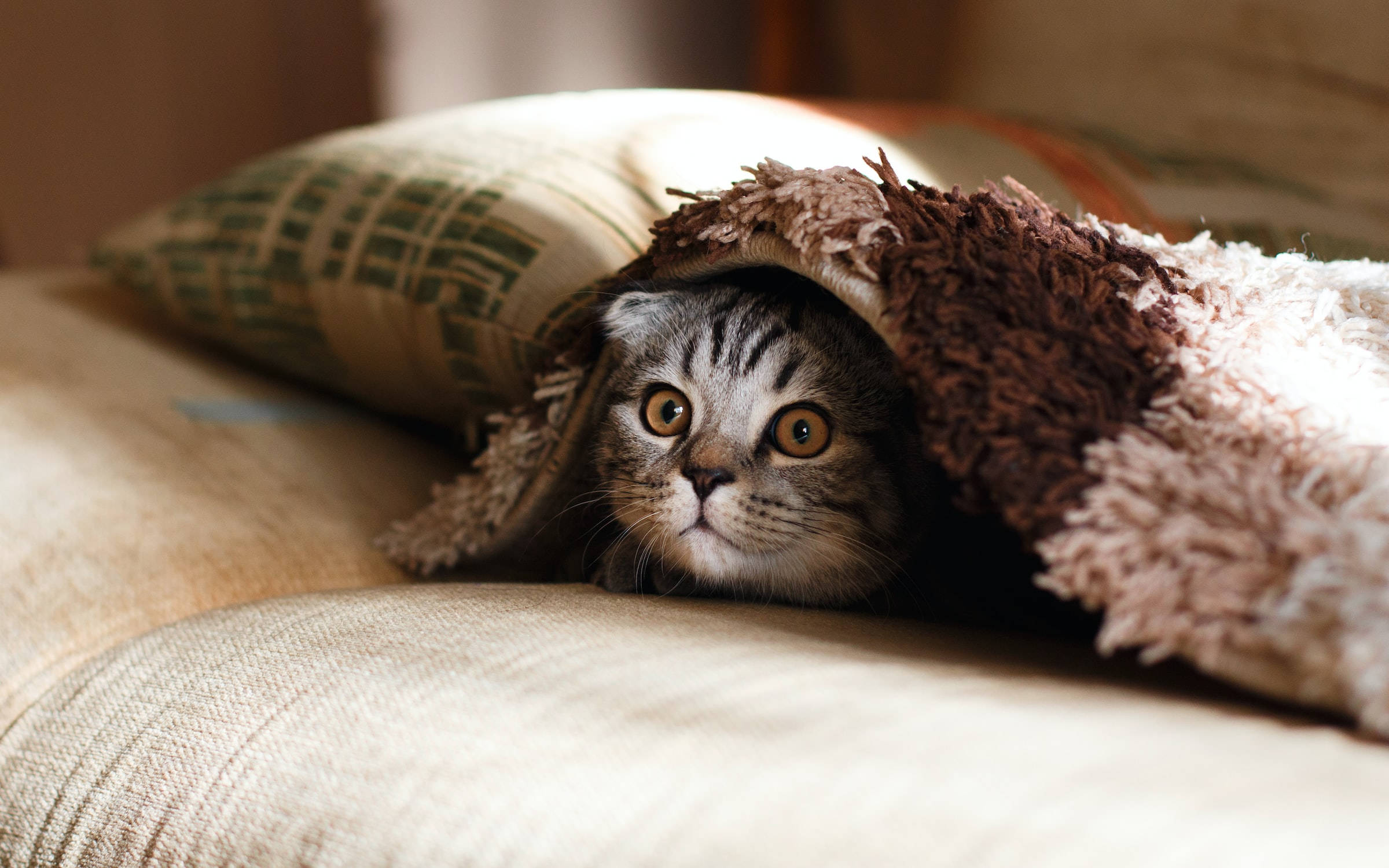 Nascondere Scottish Fold Cat Pfp Sfondo