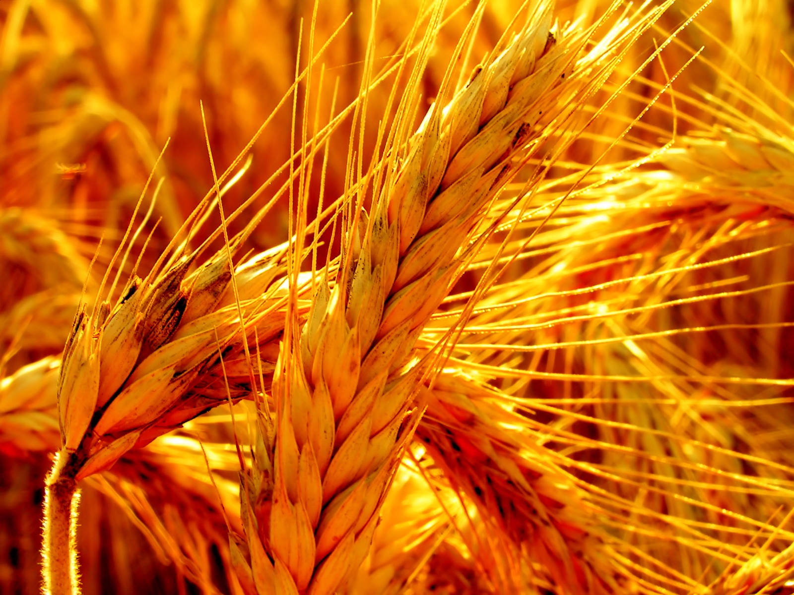 High-definition Photo Of Wheat Field Background