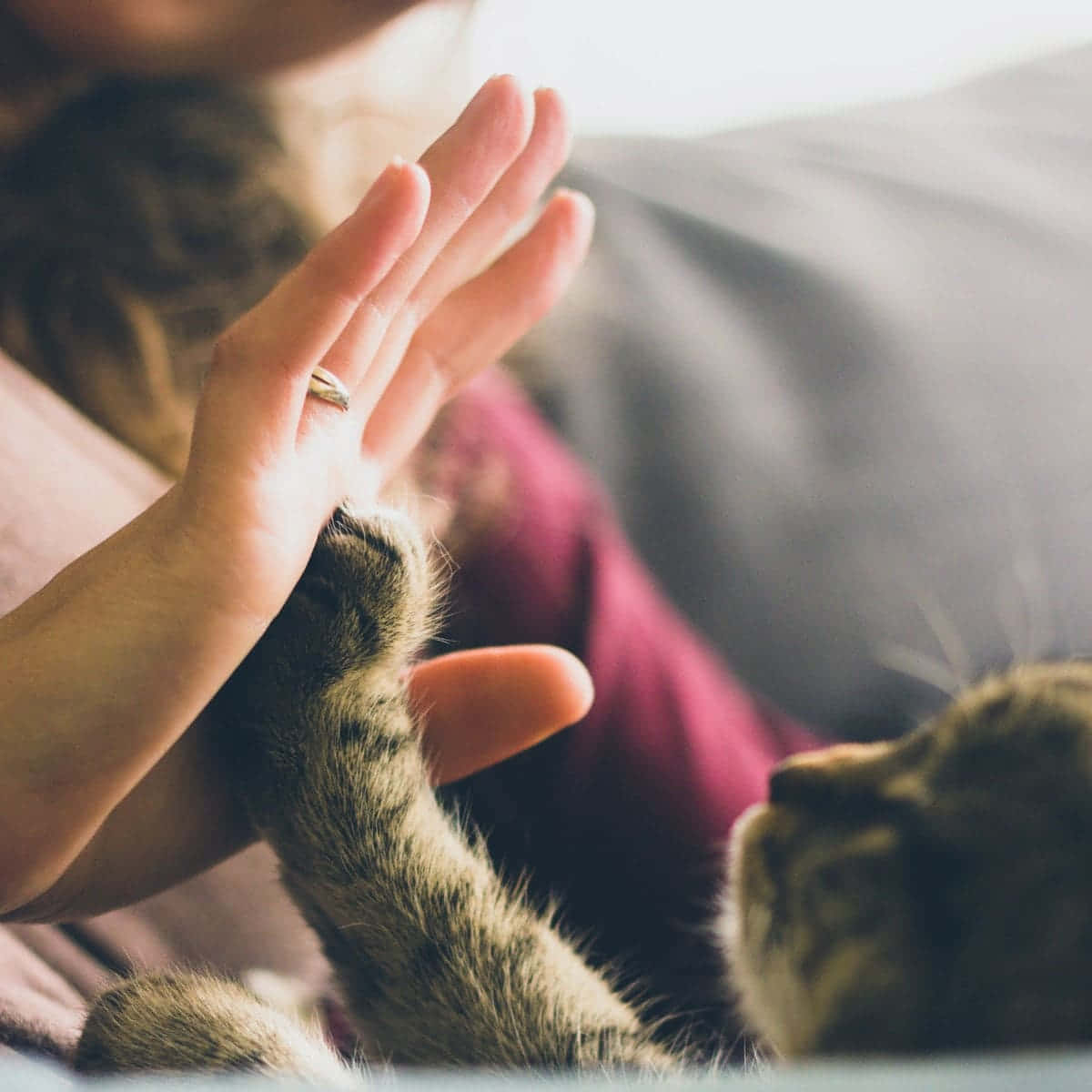 High Five Pet Cat Pictures