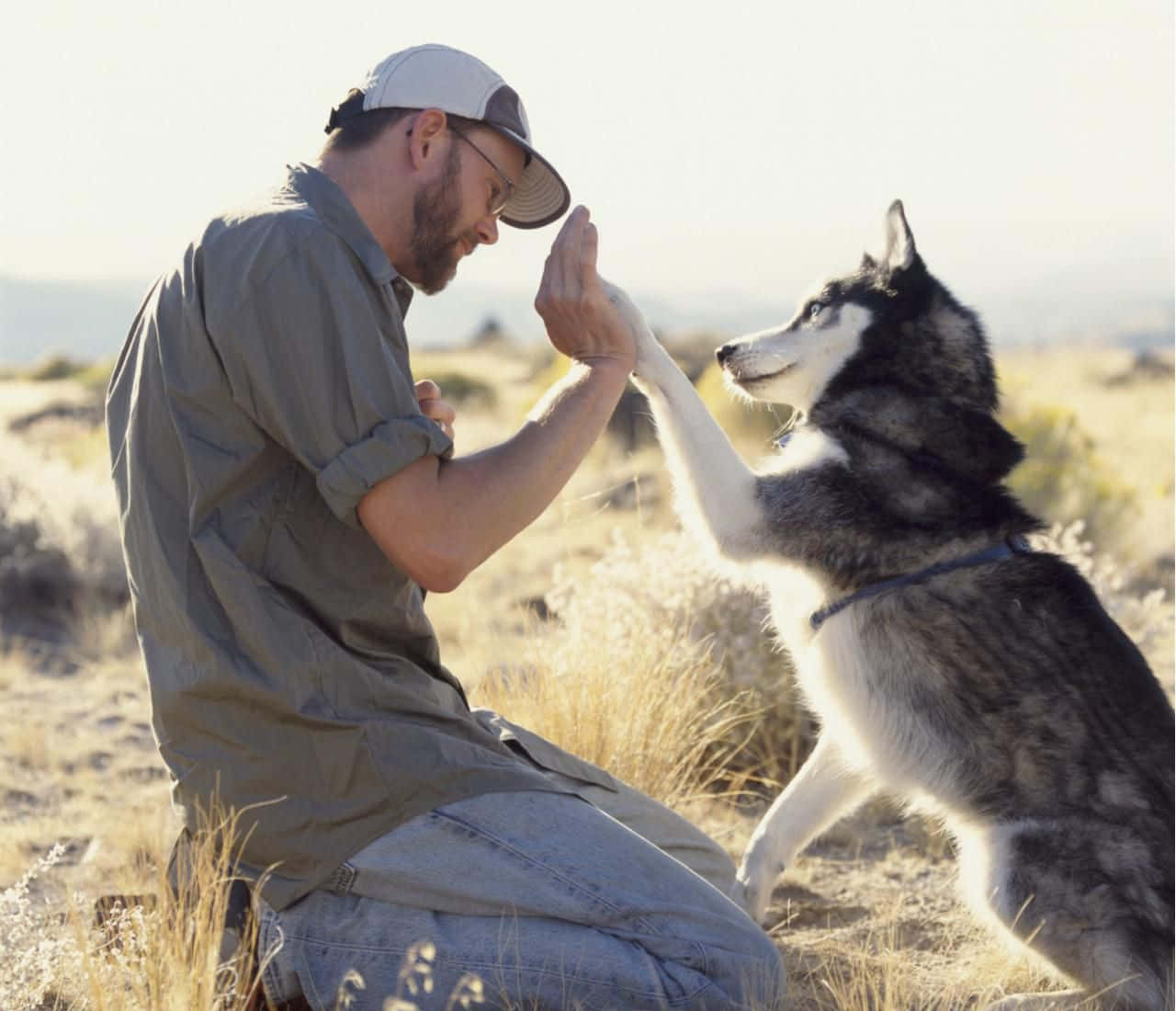 Hombrechocando Sus Cinco Con Imágenes De Huskies