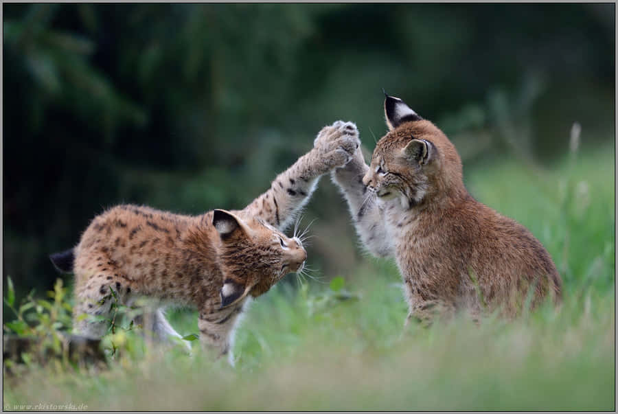 High Five Eurasian Lynx Pictures