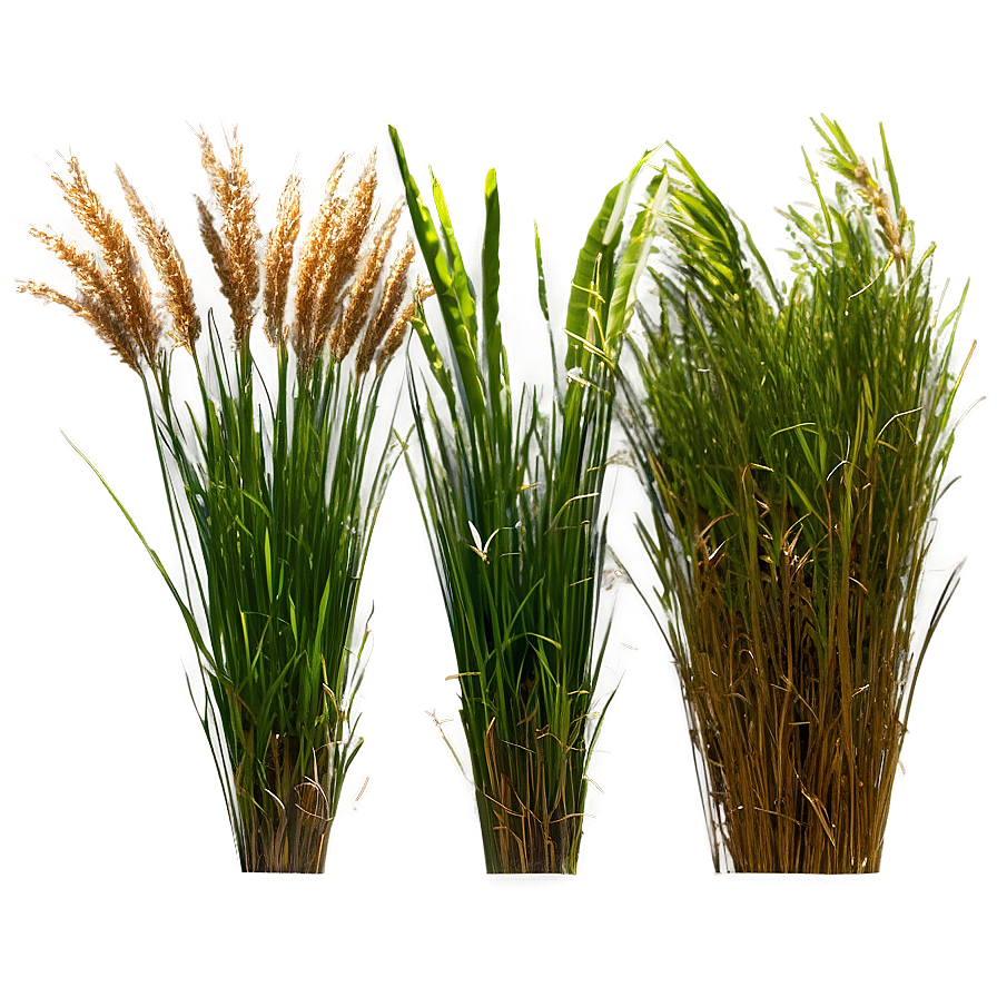 High Grass Field Png 04292024 PNG