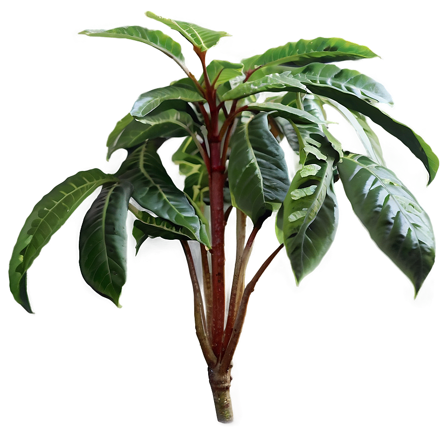 High Humidity Plant Png 39 PNG