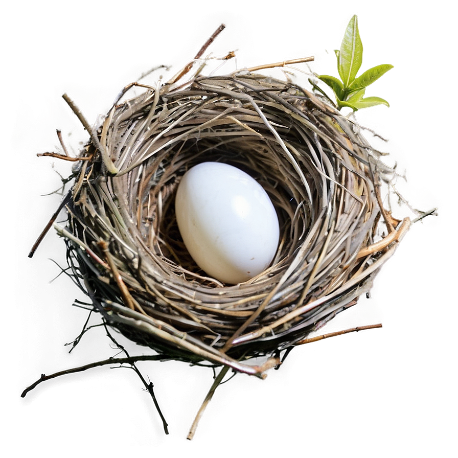 High-quality Nest Image Png 46 PNG