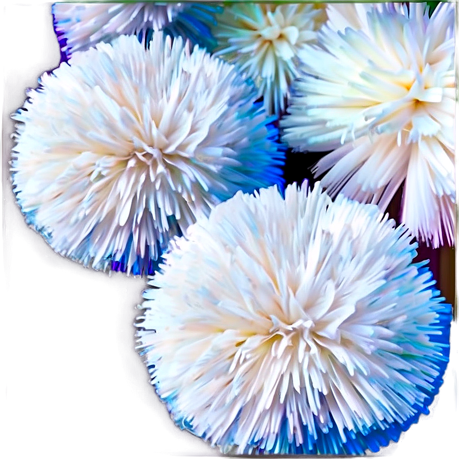 High Quality Pom Poms Png 06132024 PNG