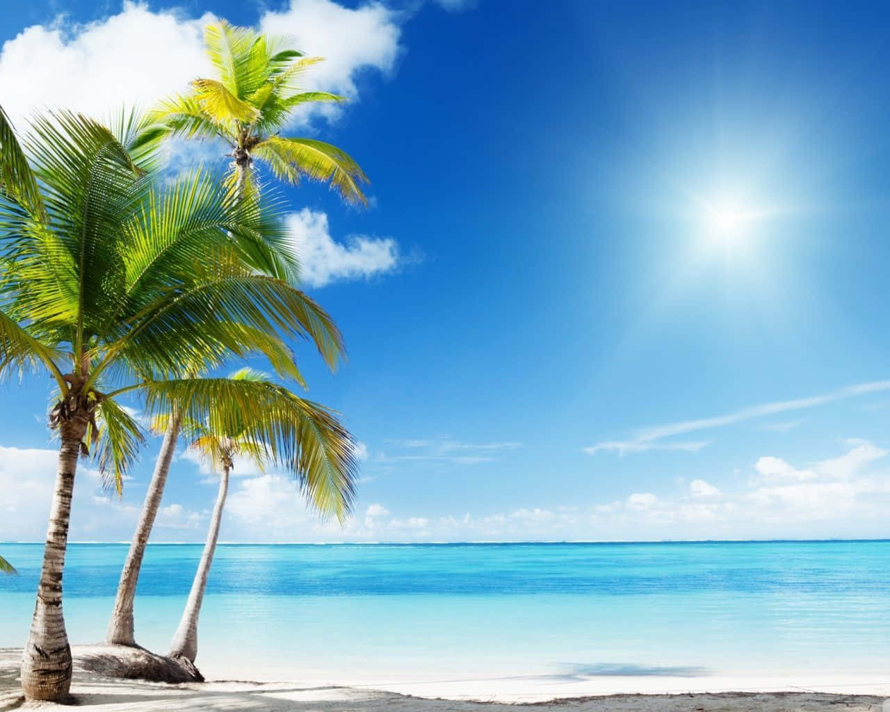 beautiful beach backgrounds palm trees