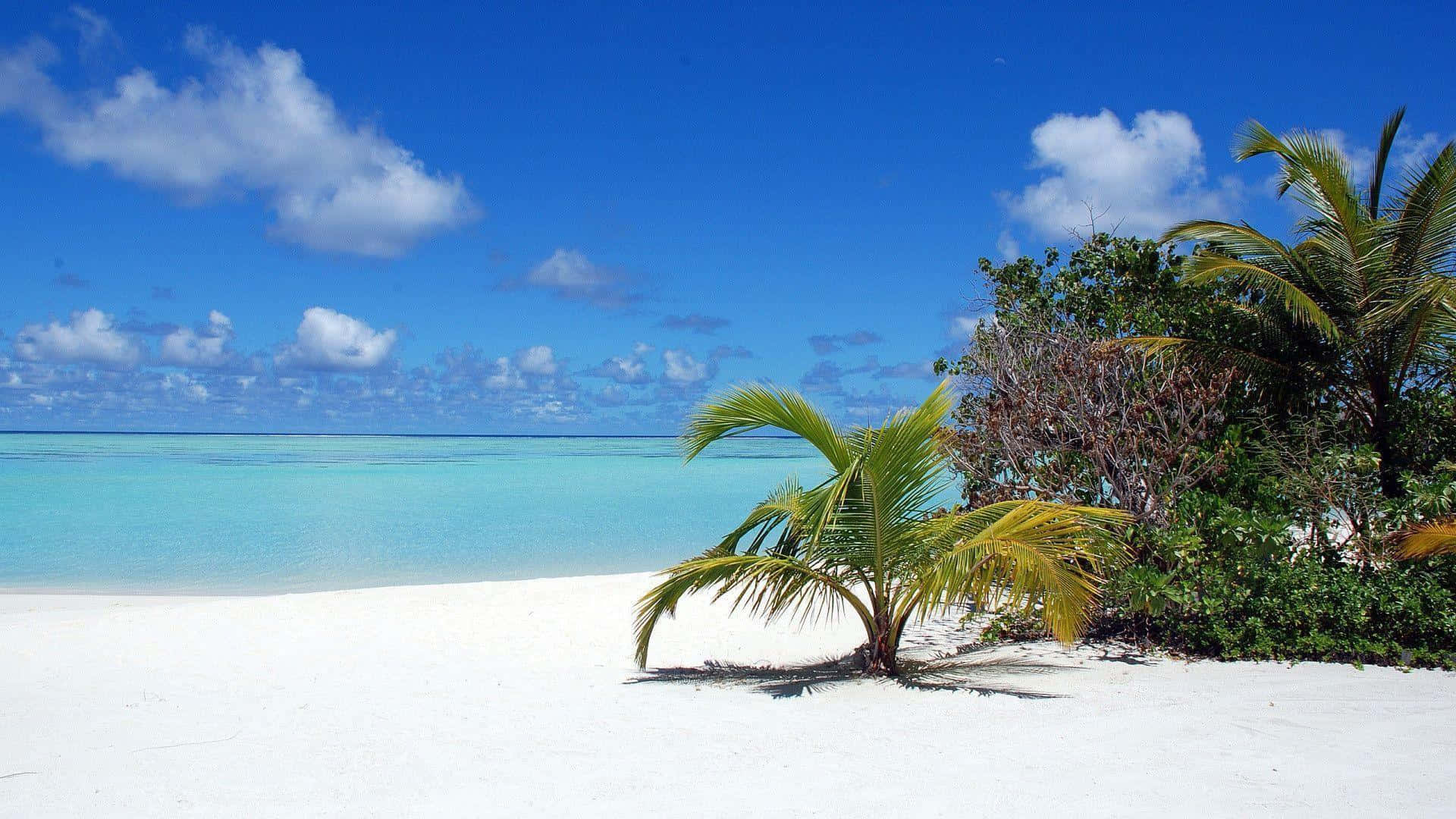 "A beautiful, high resolution beach scene for your next Zoom background."