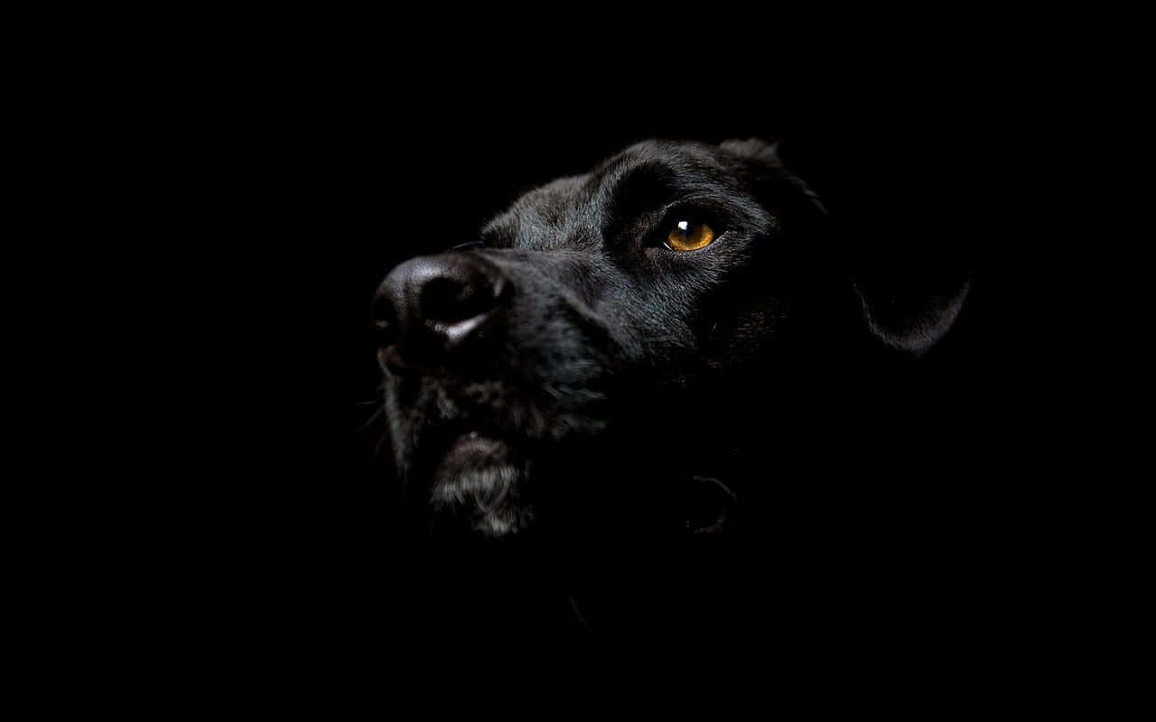 High Resolution Black Background Dog Face