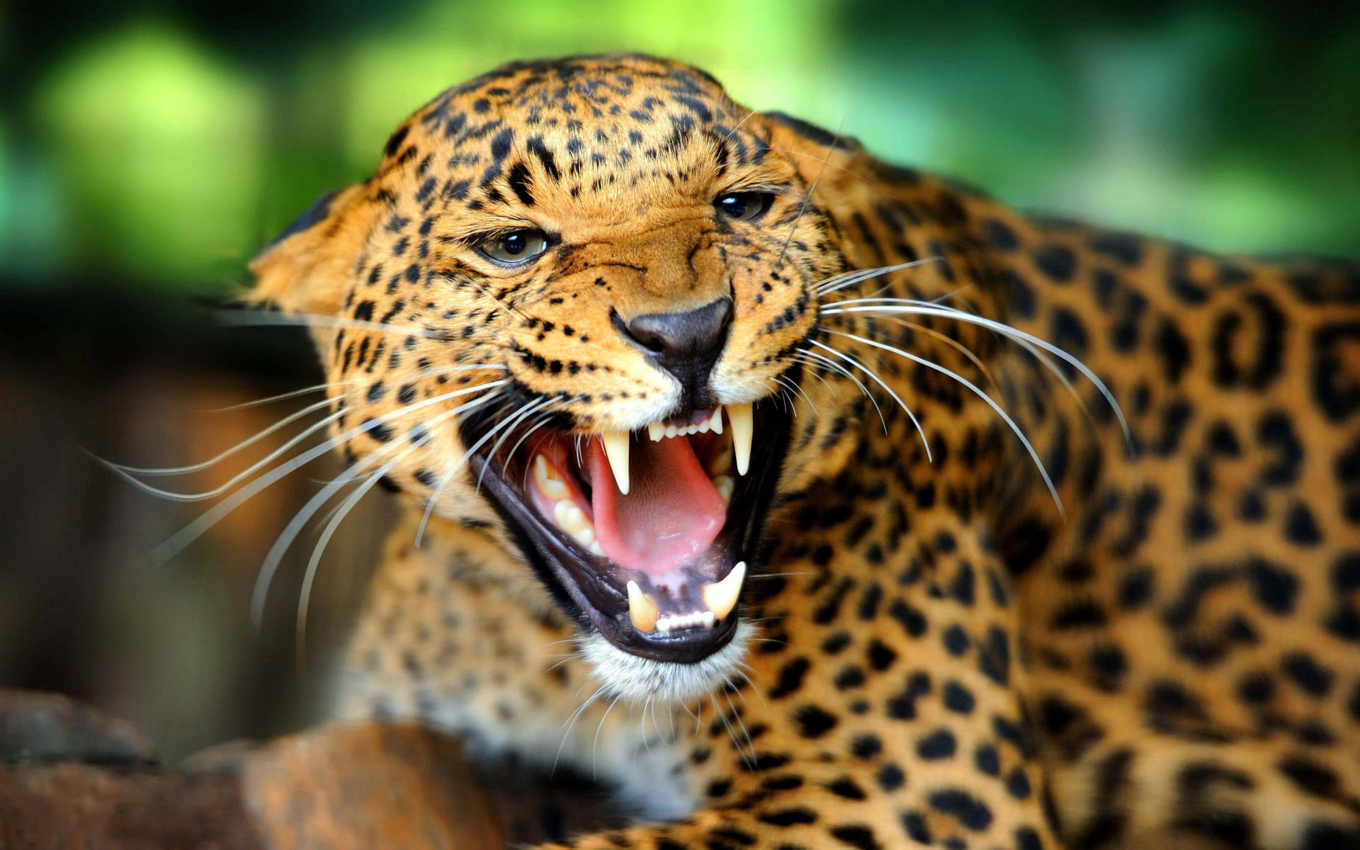 High Resolution Desktop Angry Cheetah